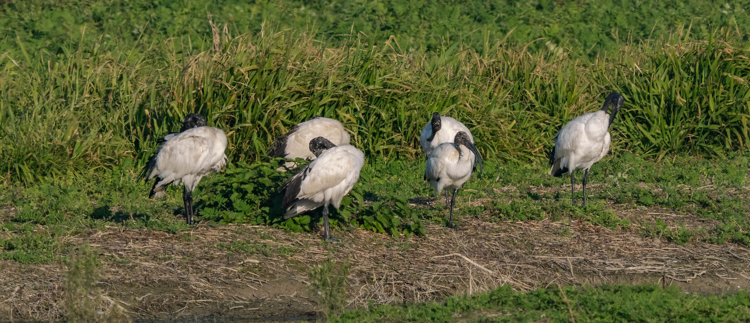 Ibis