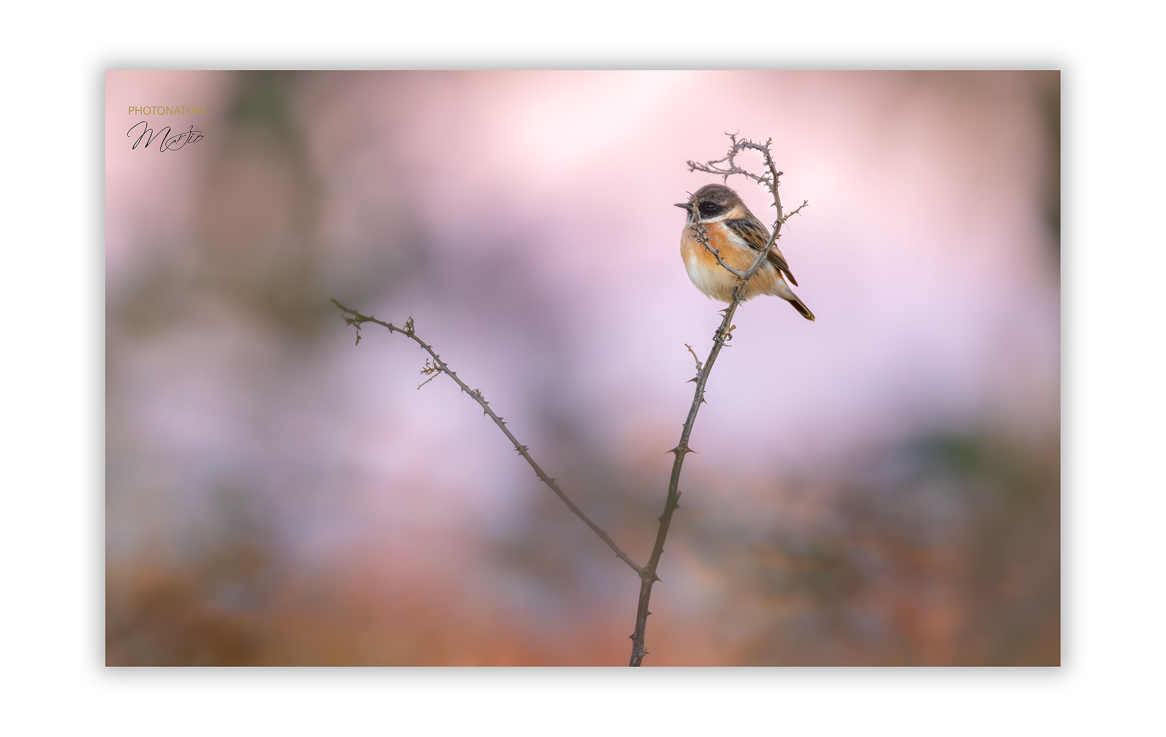 Acrobat... Before sunset