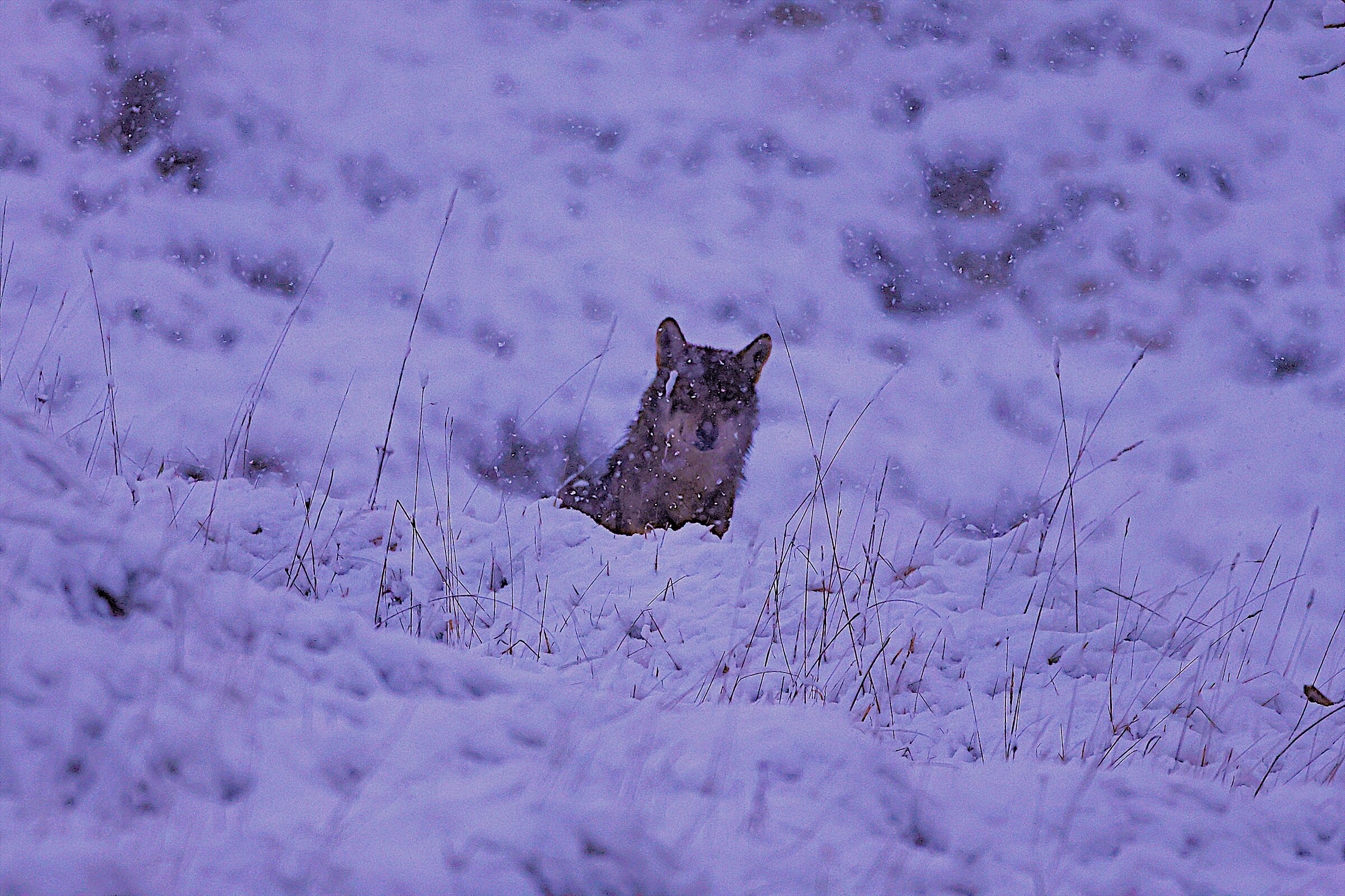Wolf in the PNALM storm
