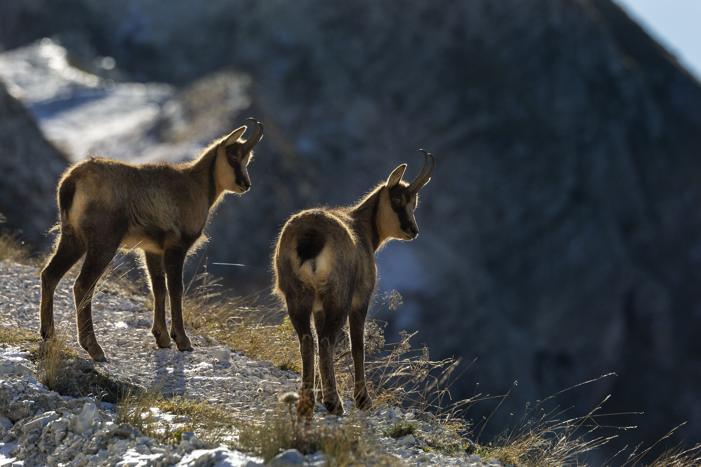 Chamois