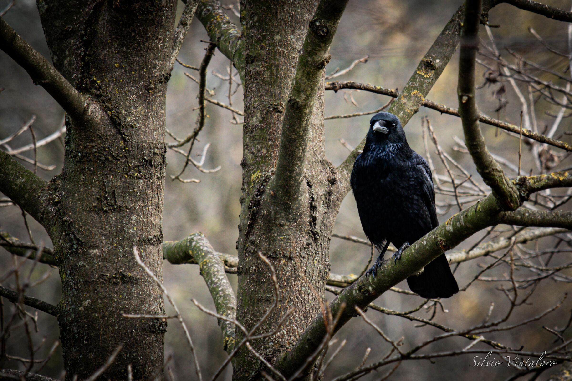Common Raven