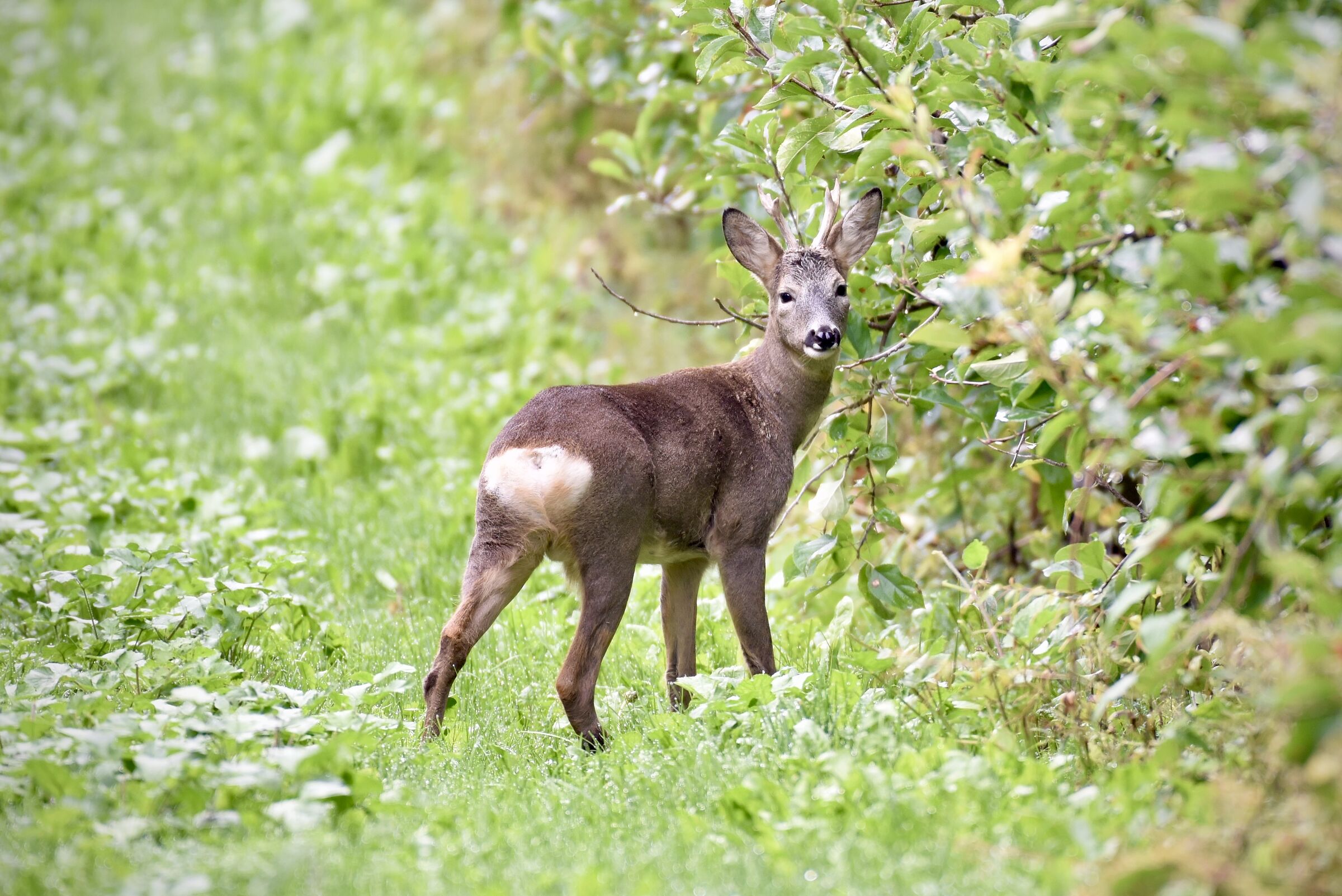 Roe deer