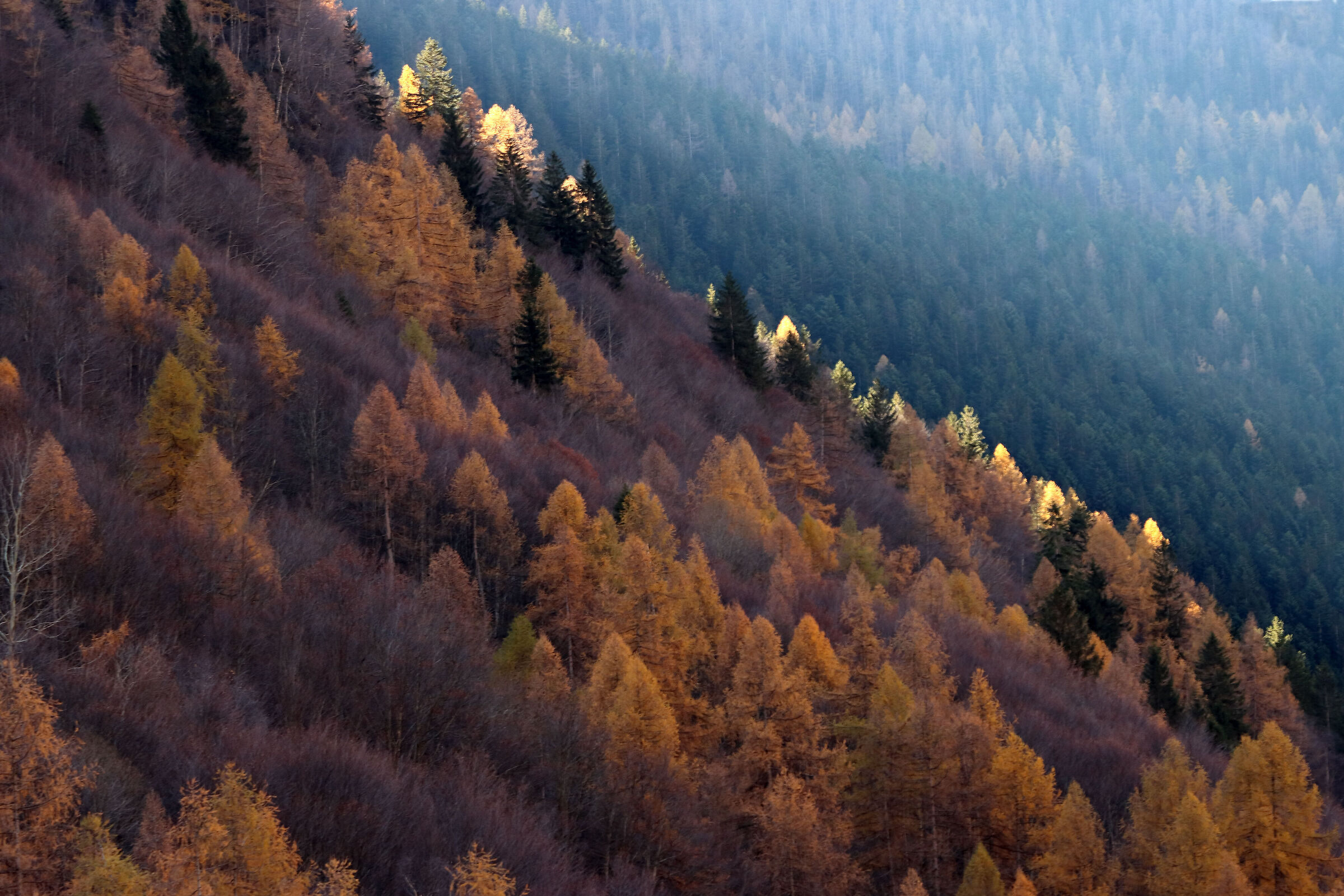 larch trees of Valbondione