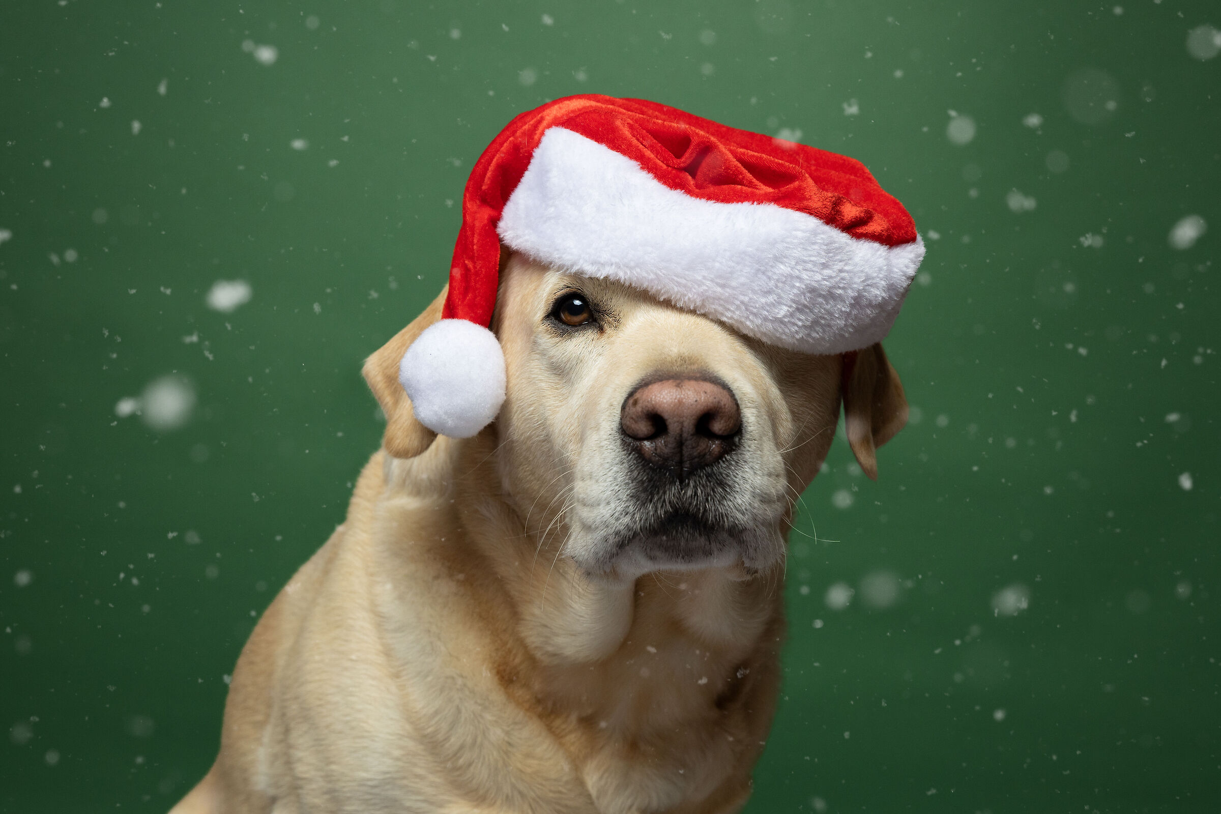 Santa's Little Helper