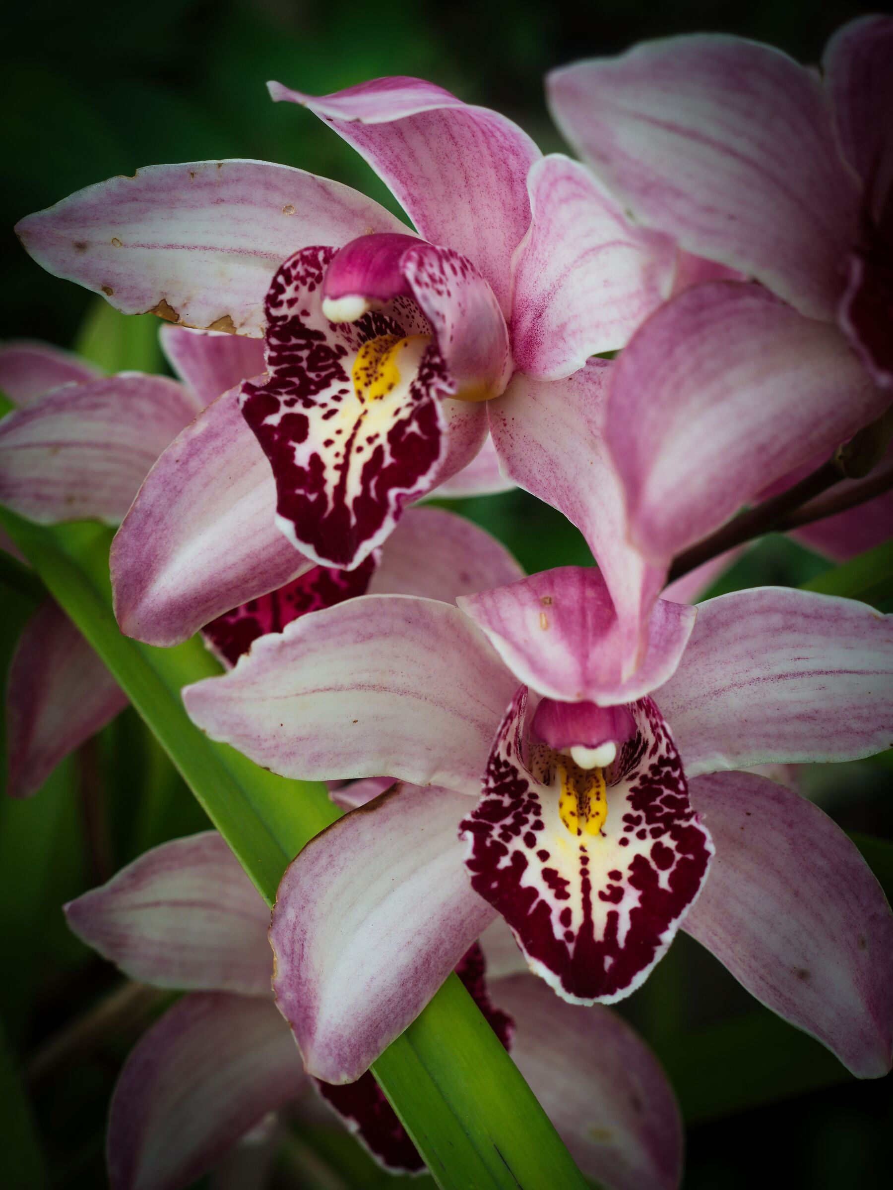 christmas orchid