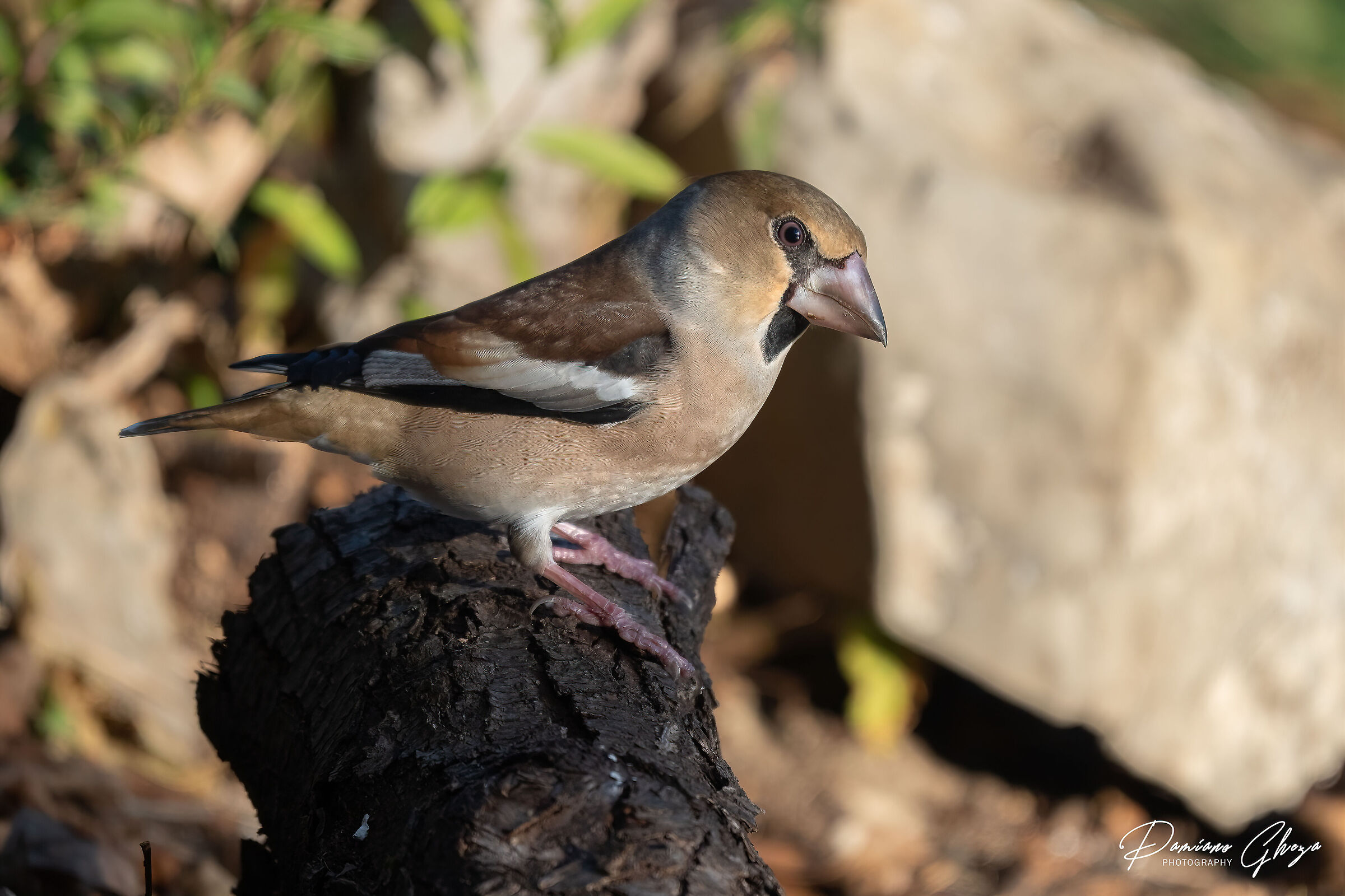Hawfinch