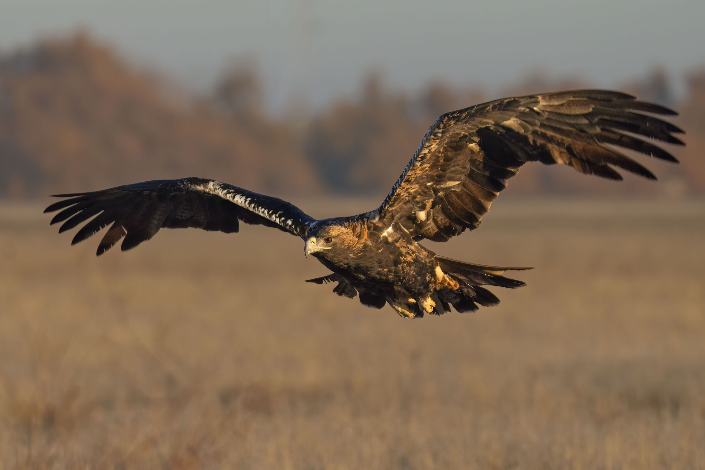 Aquila imperiale iberica