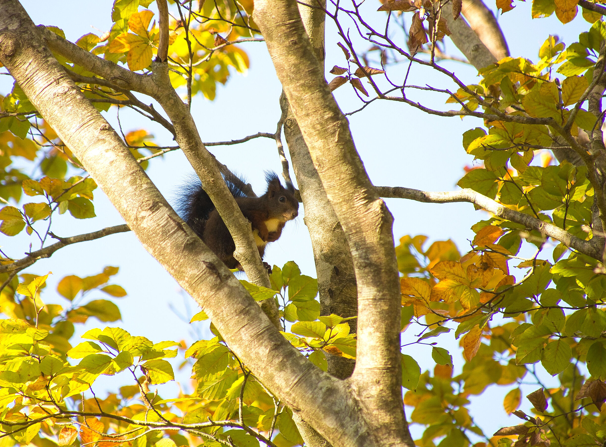 Squirrel around on Black Friday...