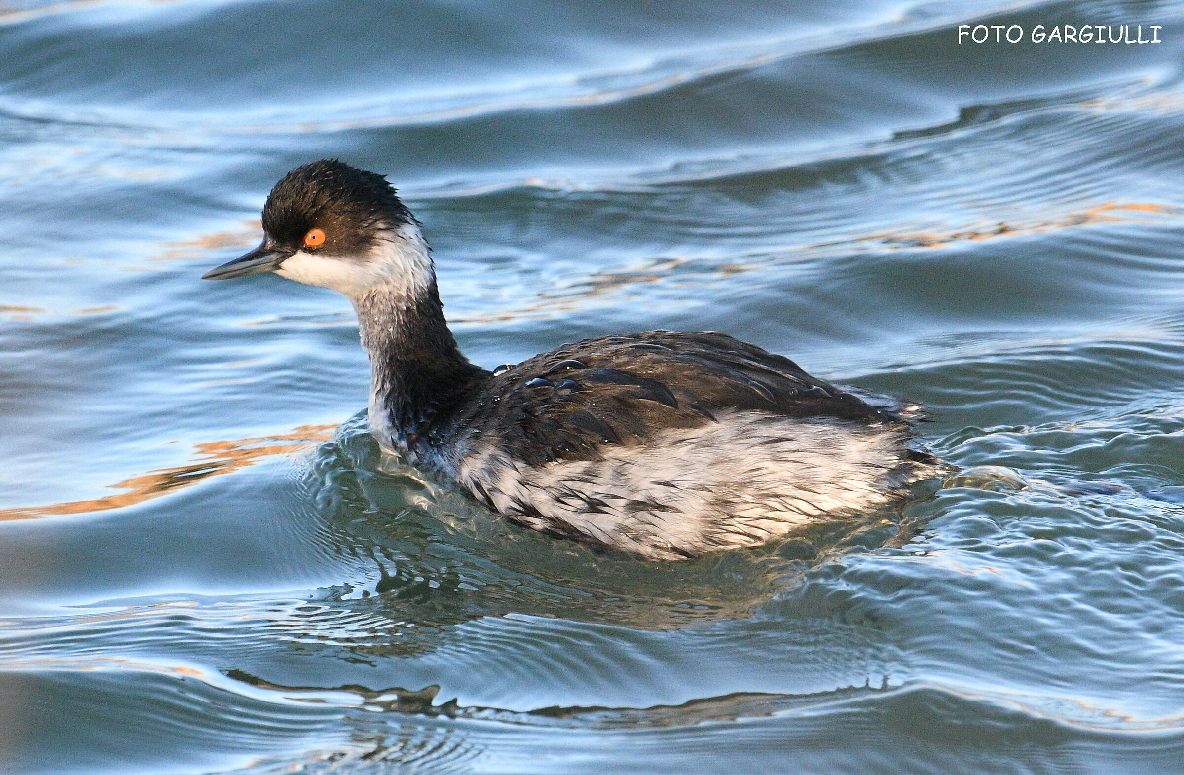 Black-necked grebe
