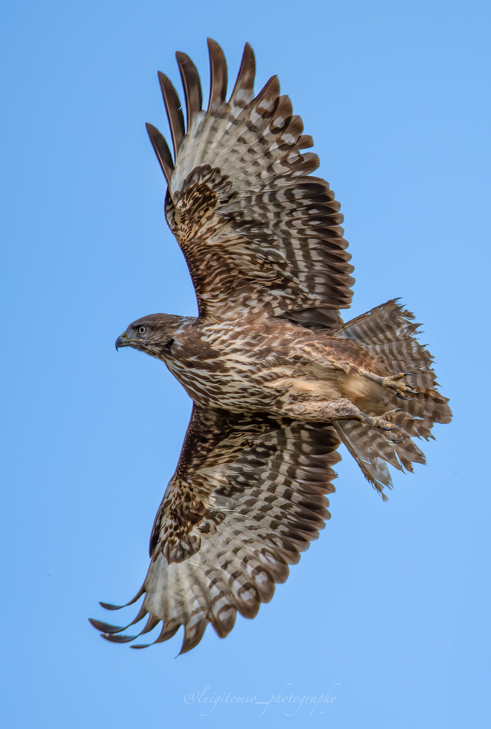 Buzzard