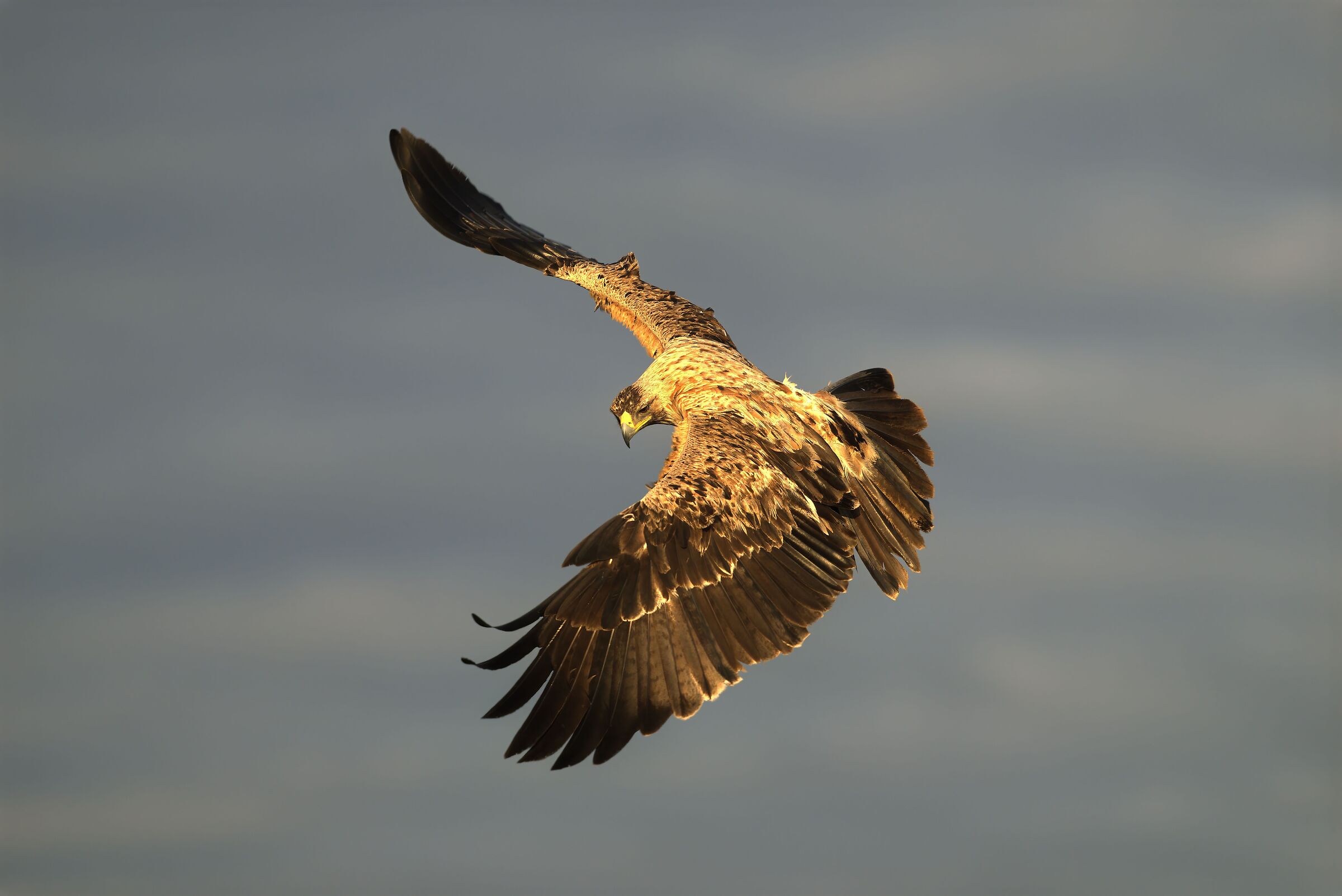 Young Imperial Eagle