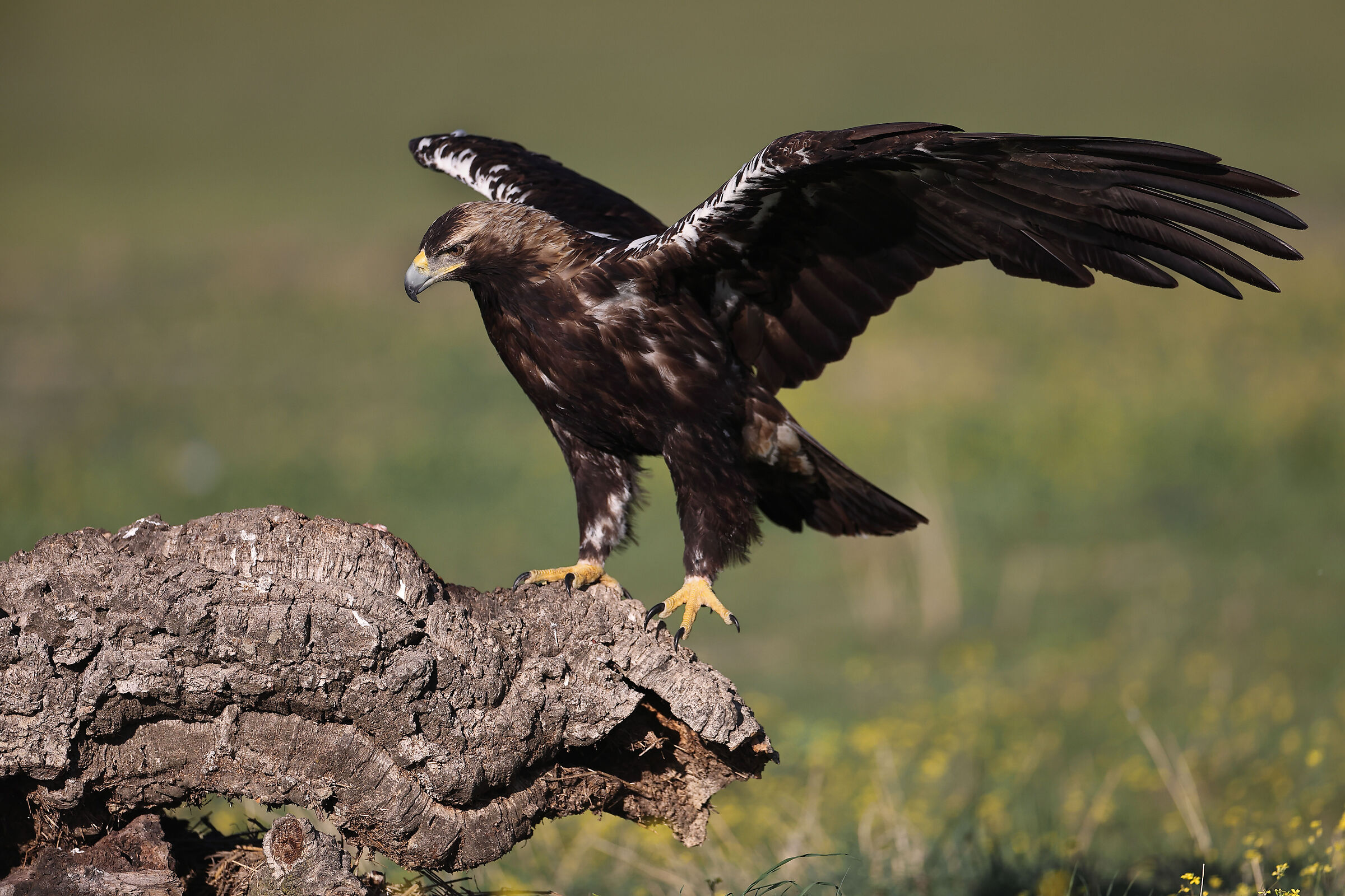 Adult Imperial Eagle