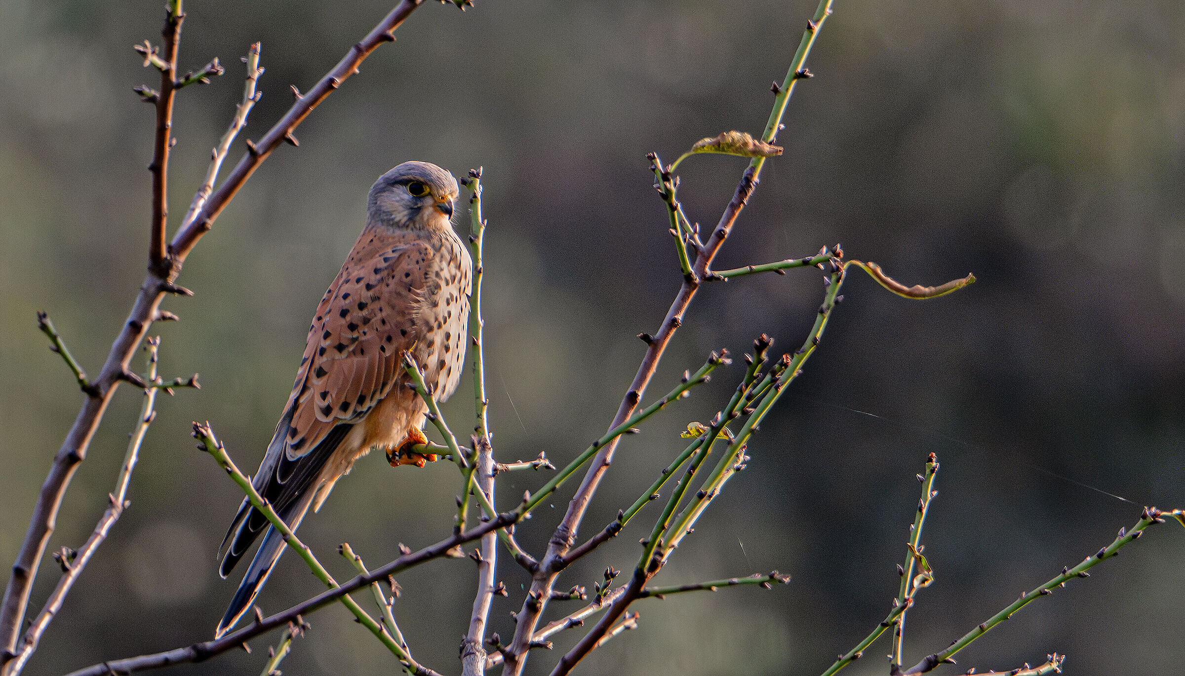 Kestrel