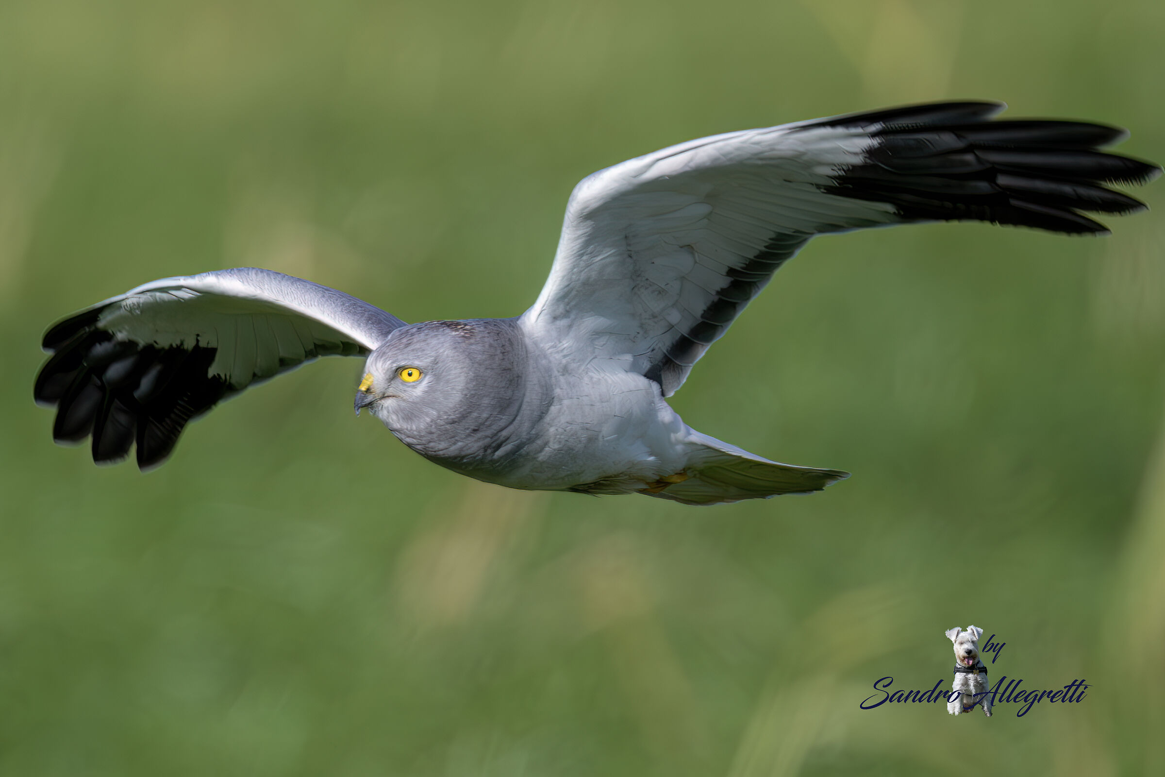 L'albanella reale (Circus cyaneus)