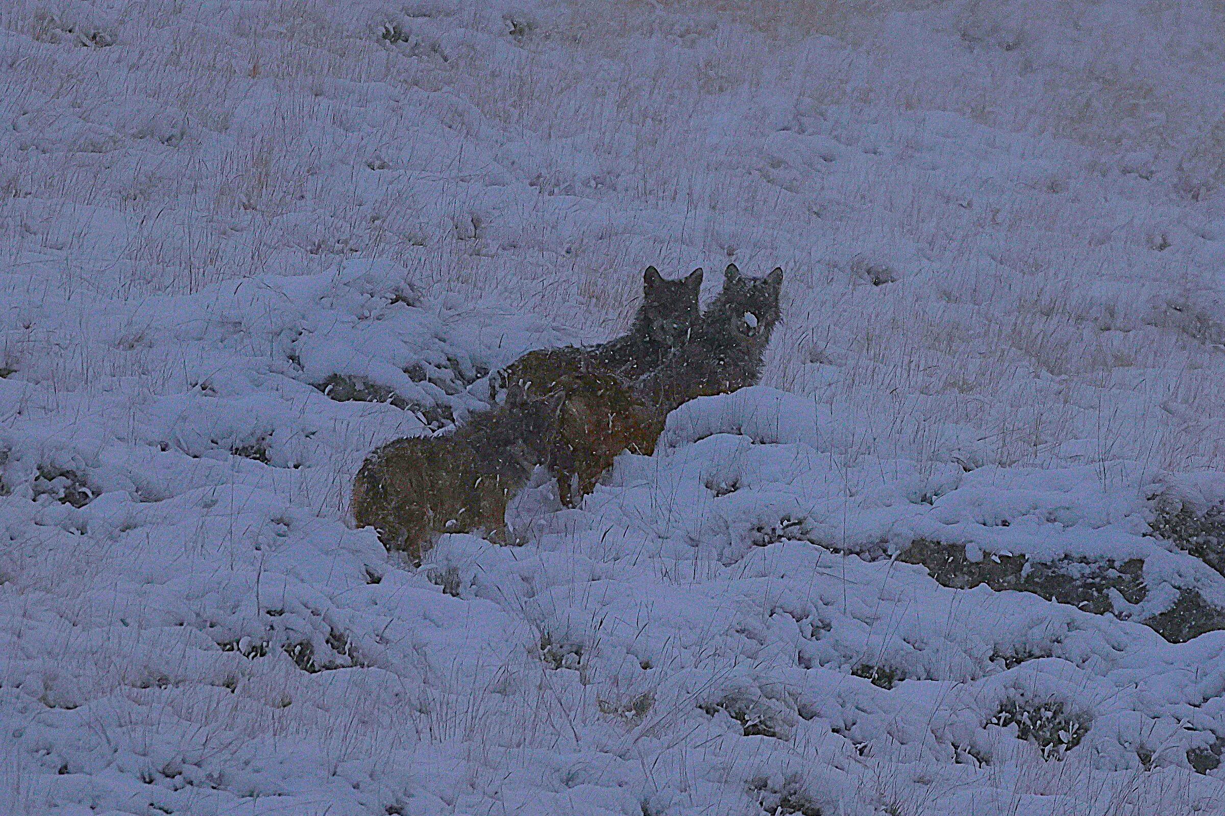 Wolves in the Storm