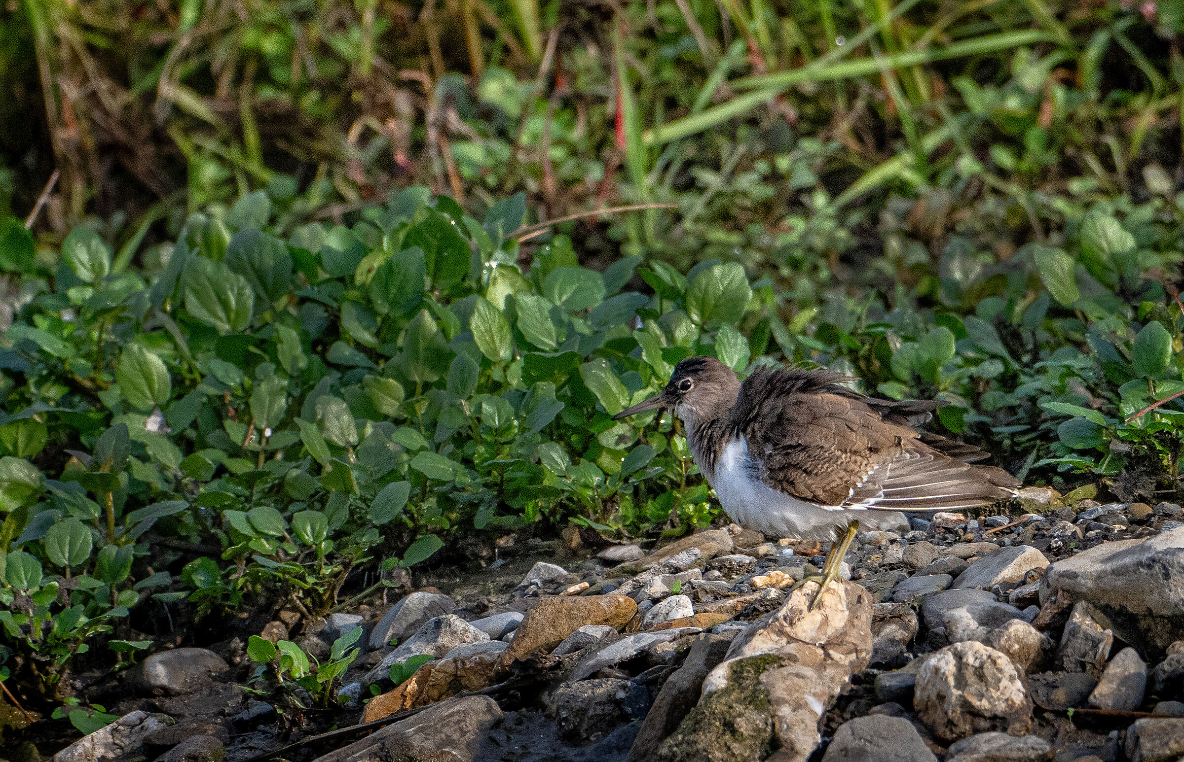 Small Sandpiper