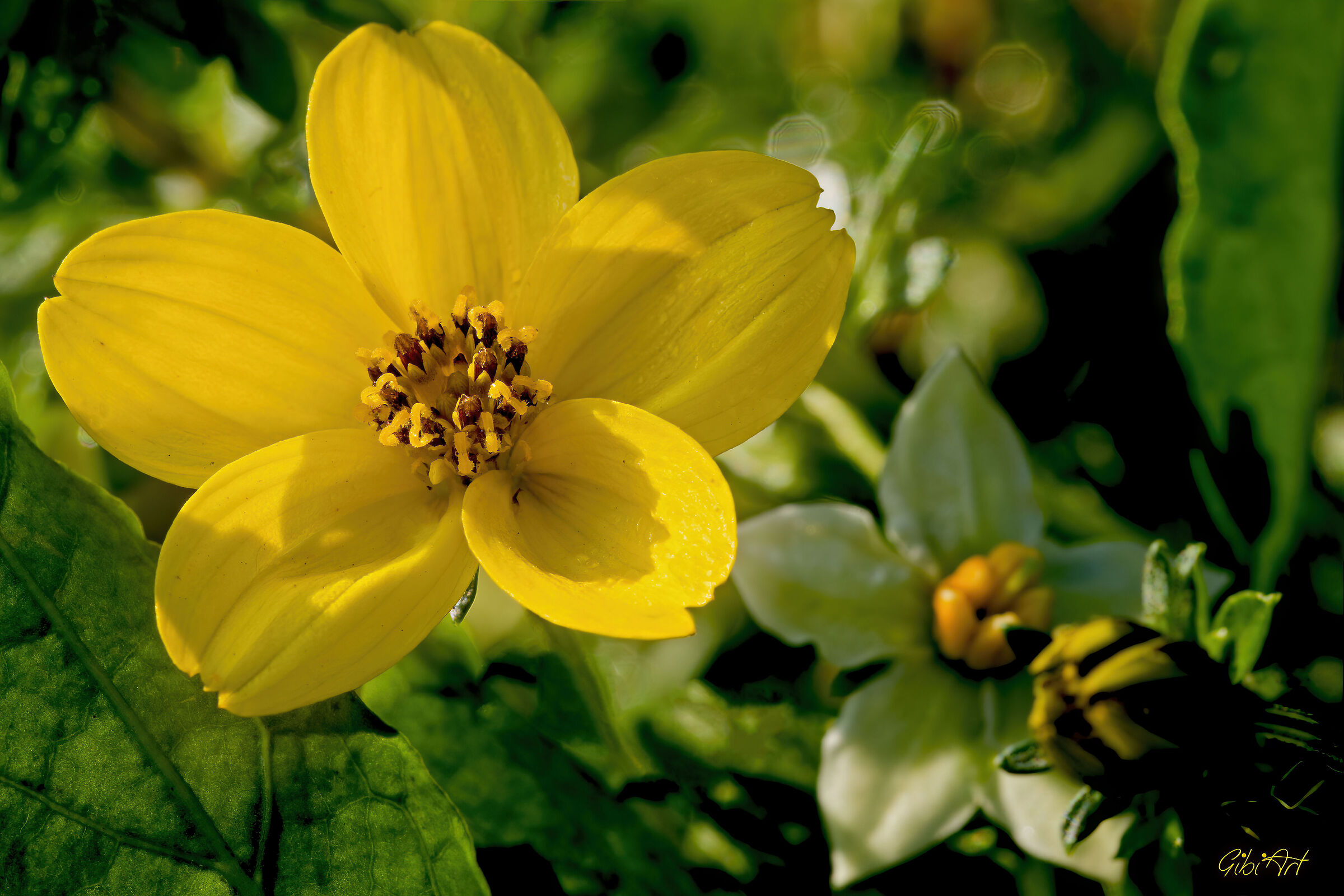 fiore giallo A