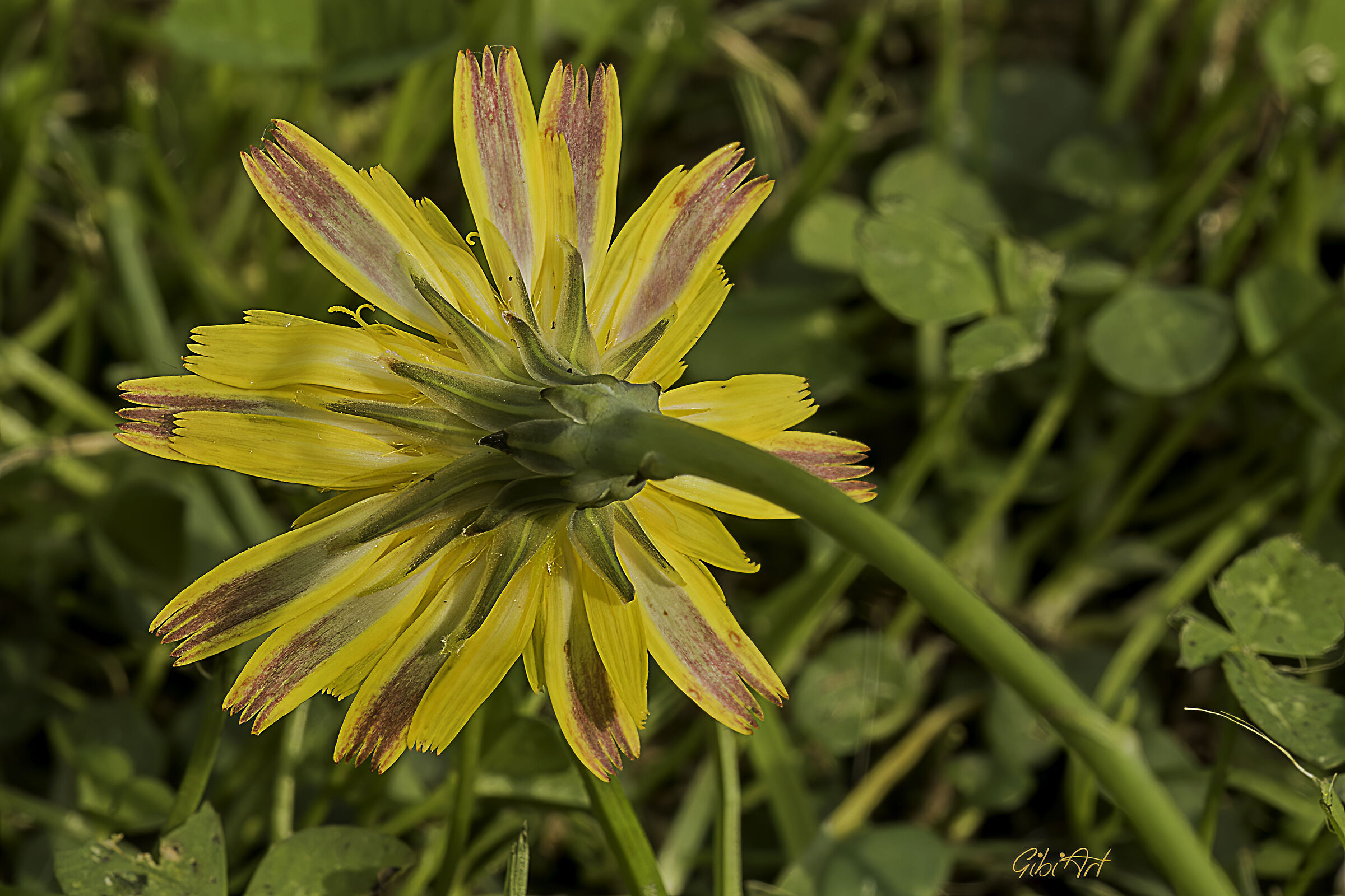 fiore giallo C