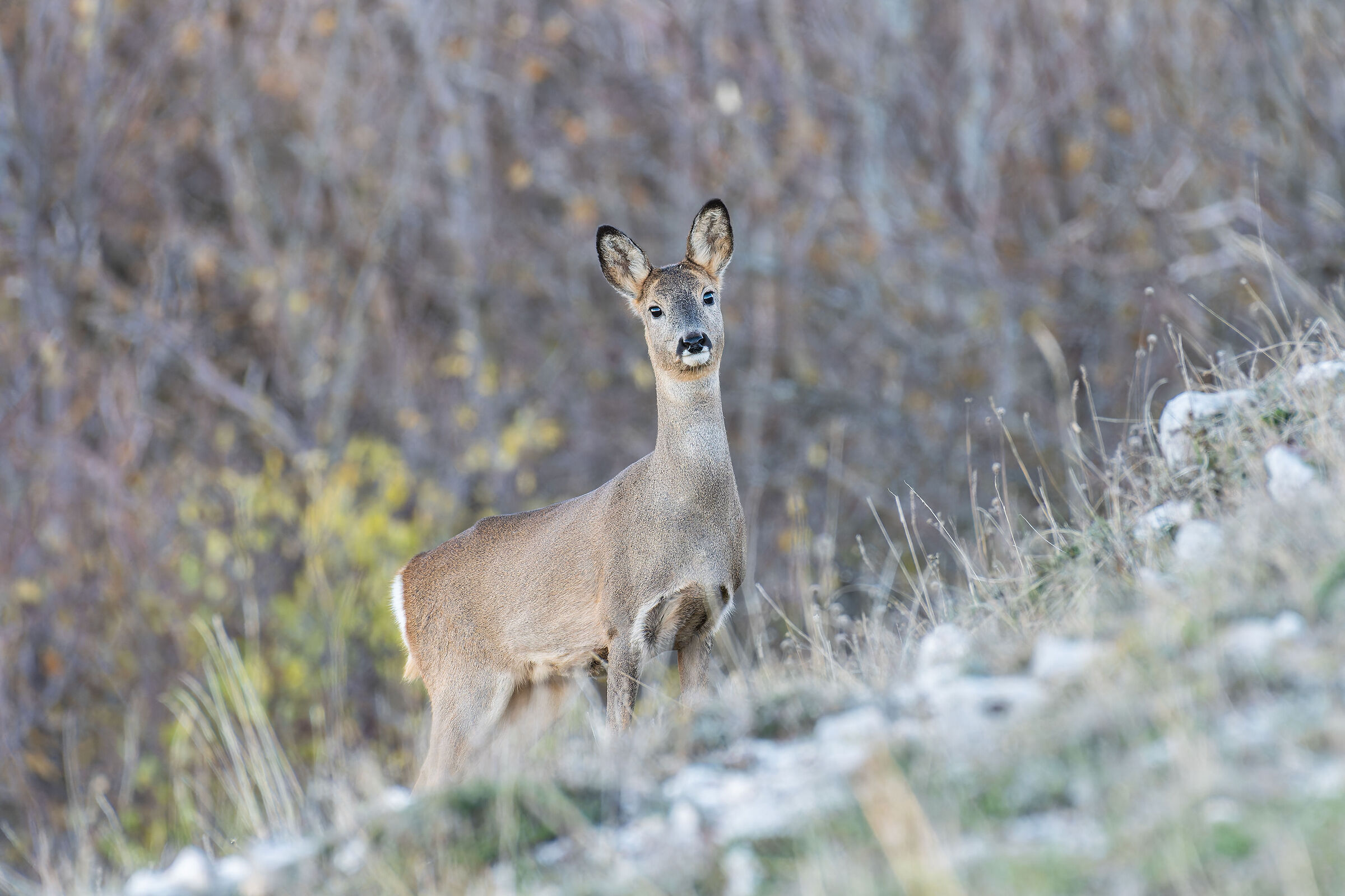 Roe deer