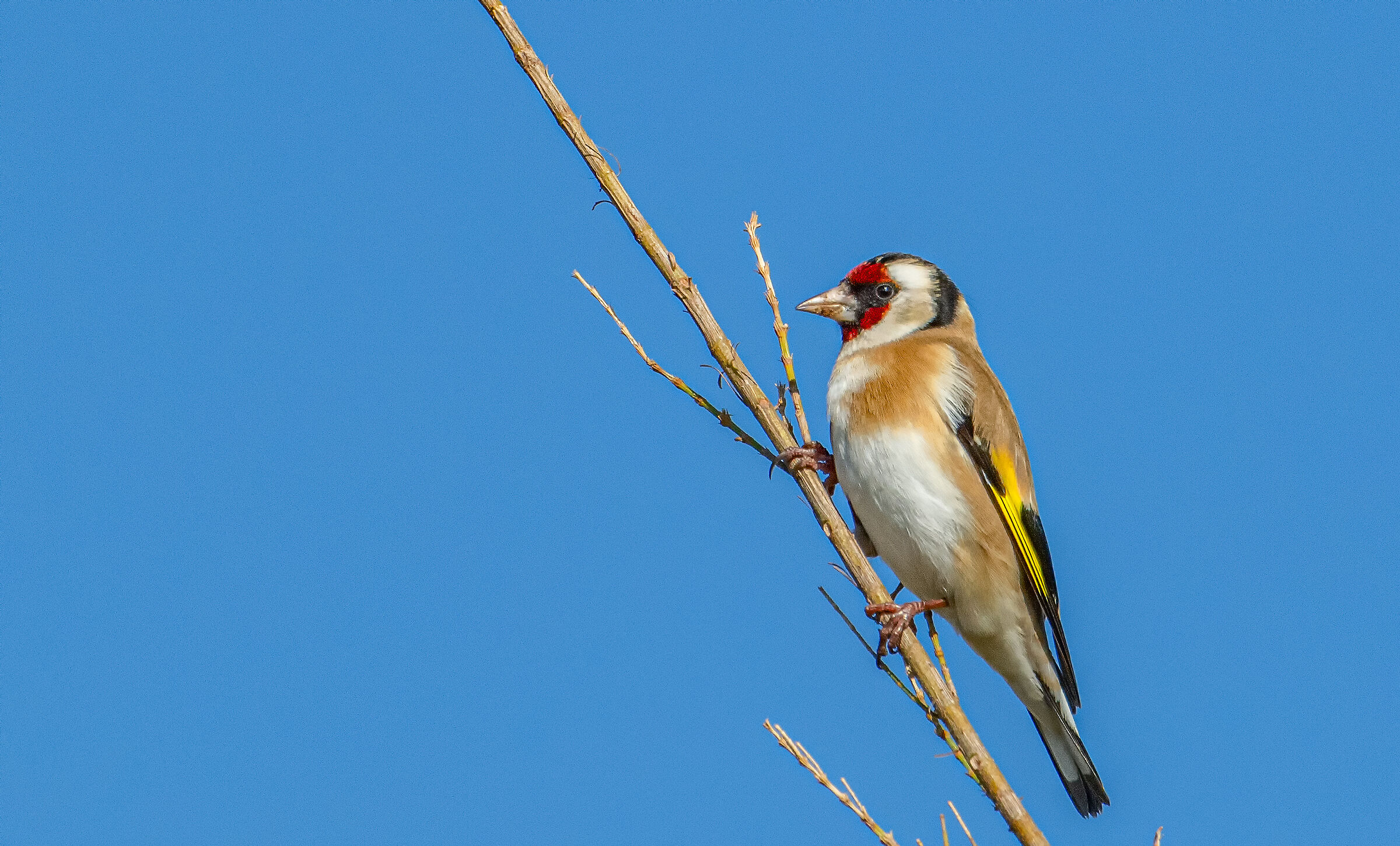 Goldfinch