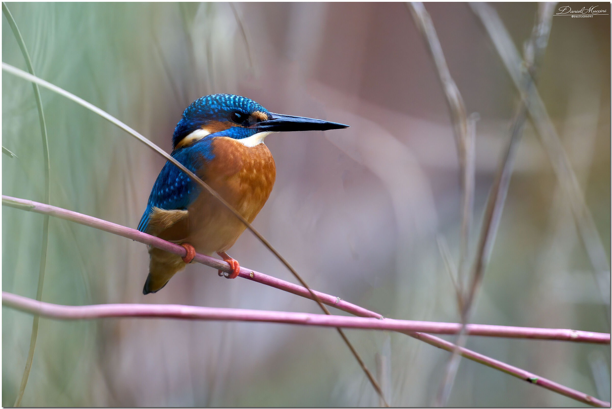 Kingfisher Rimini