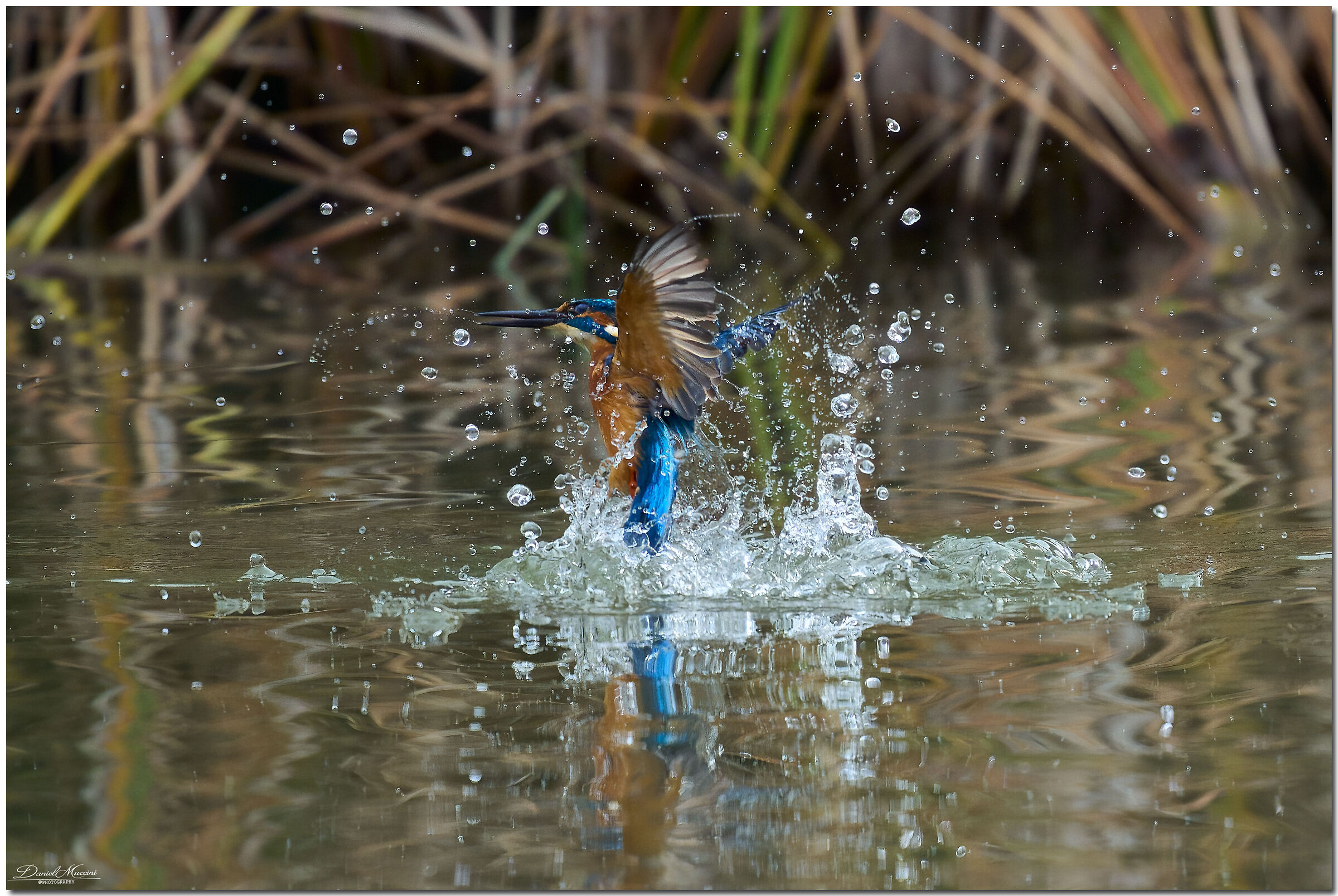 Kingfisher Rimini