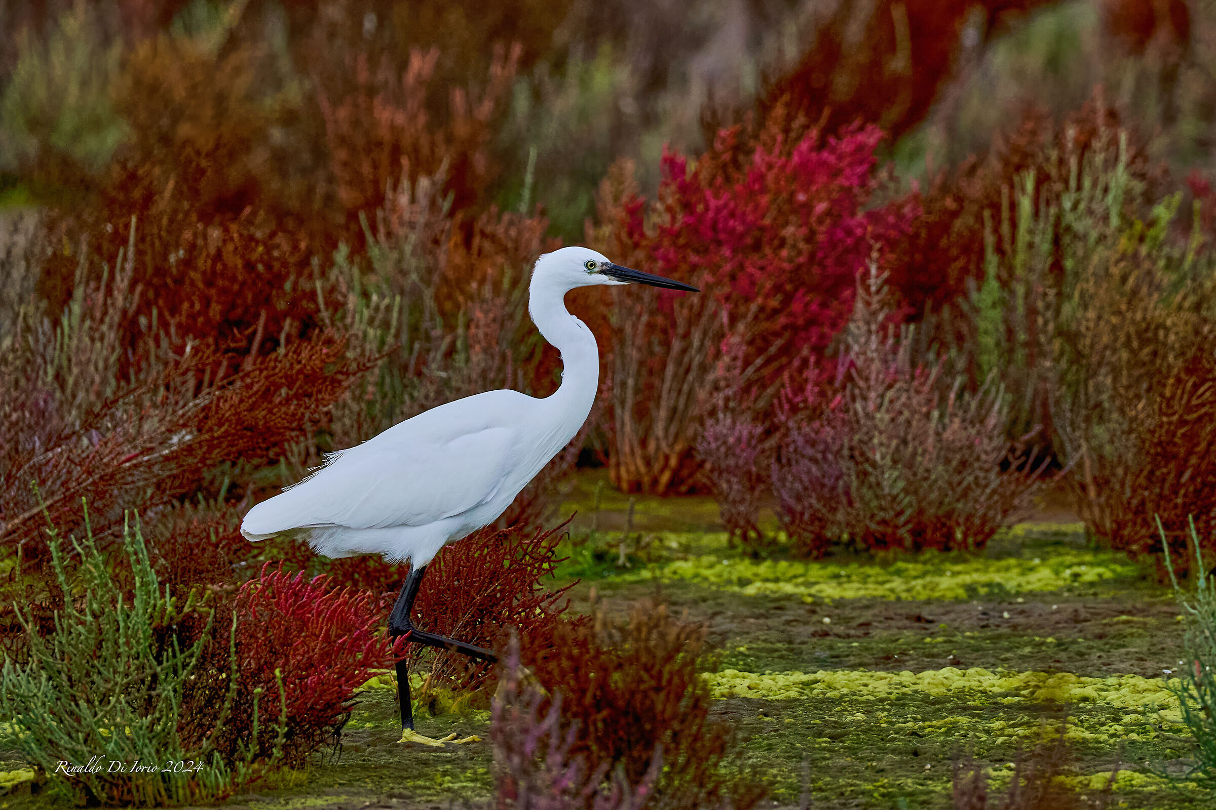 Little egret among the glassworts. Santa Gilla Pond Cagliari