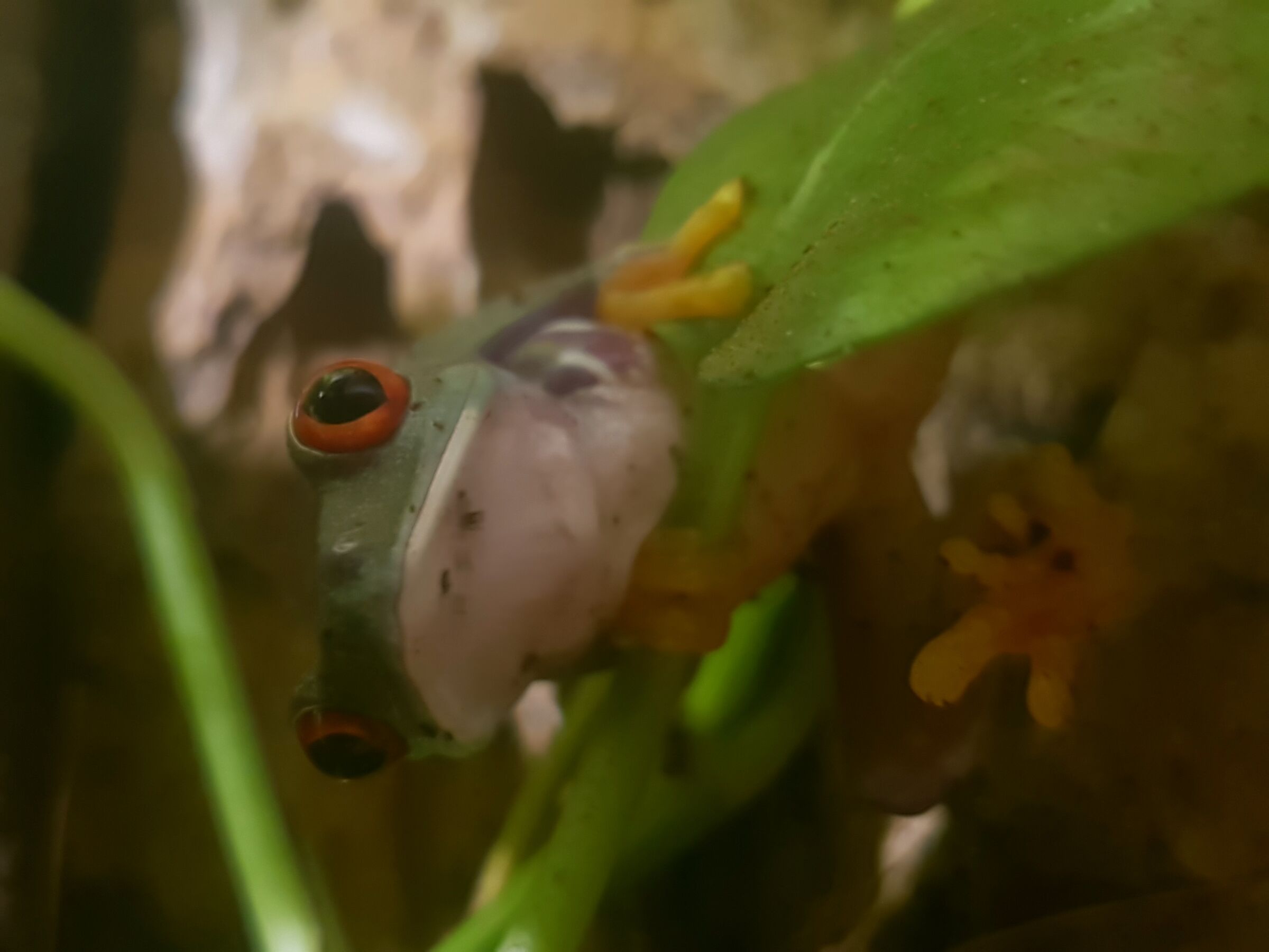 Raganella dagli occhi rossi / Agalychnis callidryas