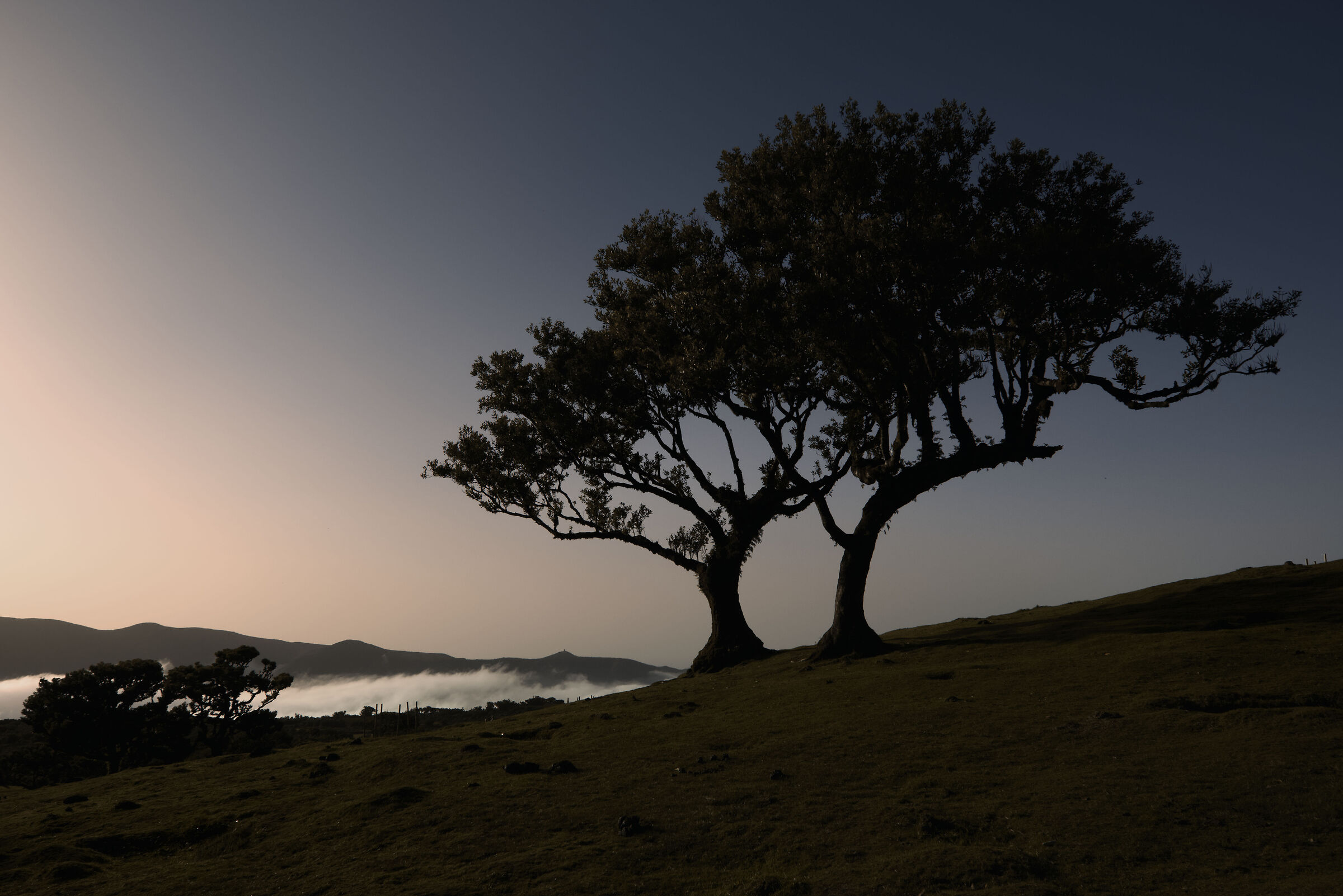 The last light in Fanal- Madeira