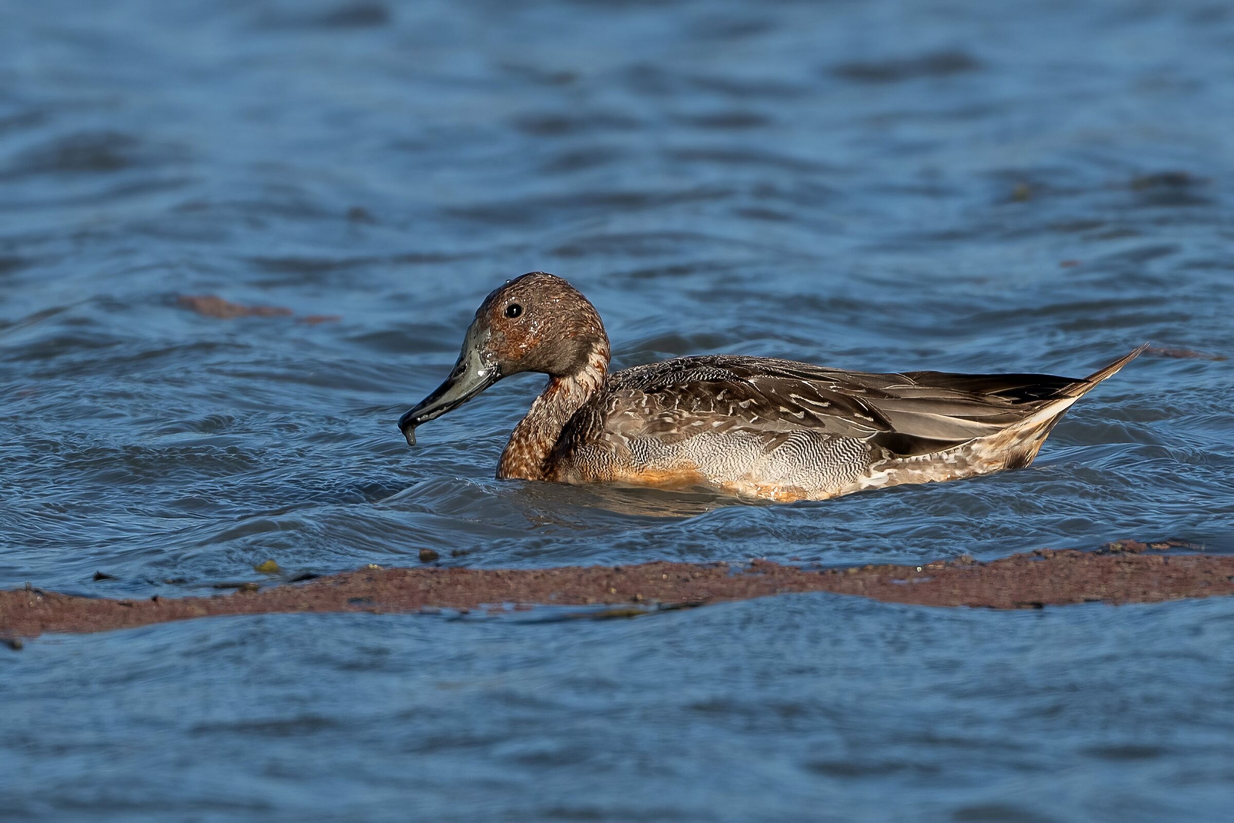 Female Pintail (Anas acuta)