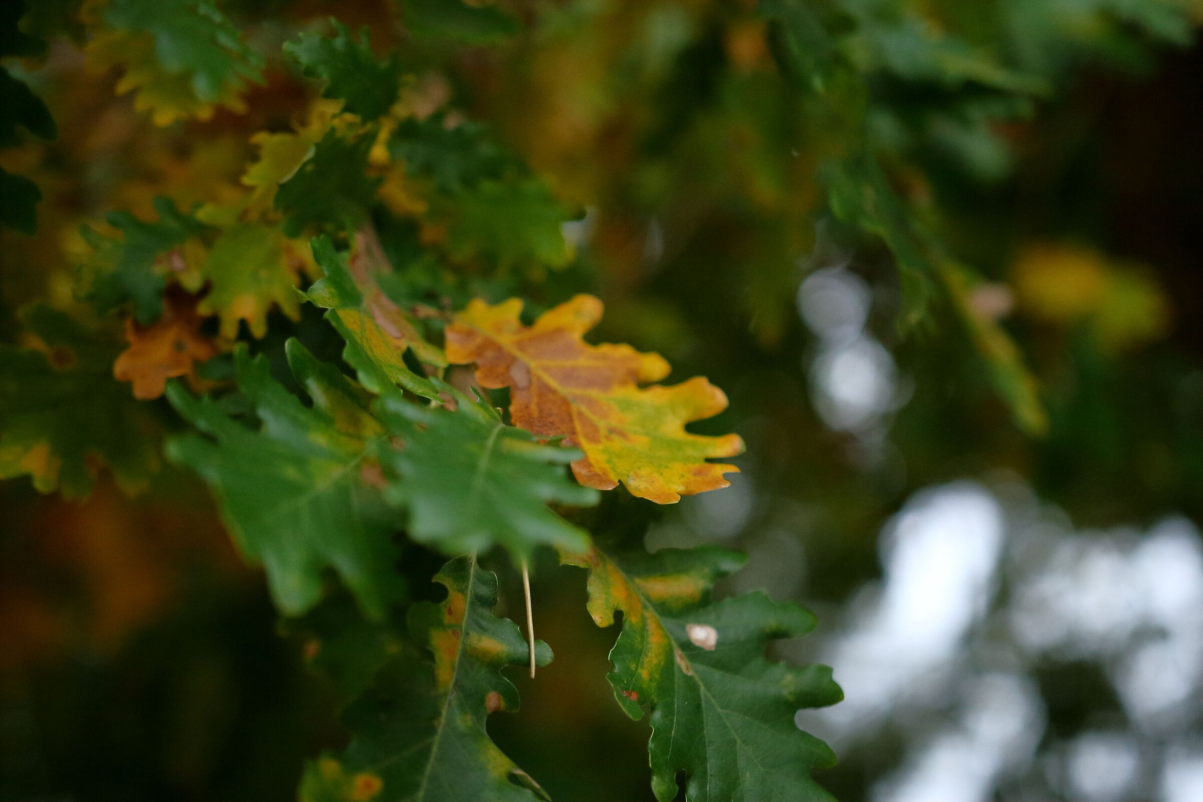 Foliage