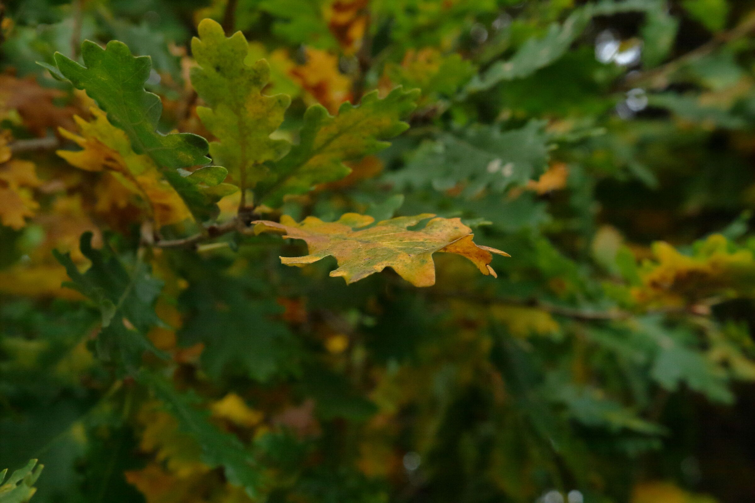Foliage 2