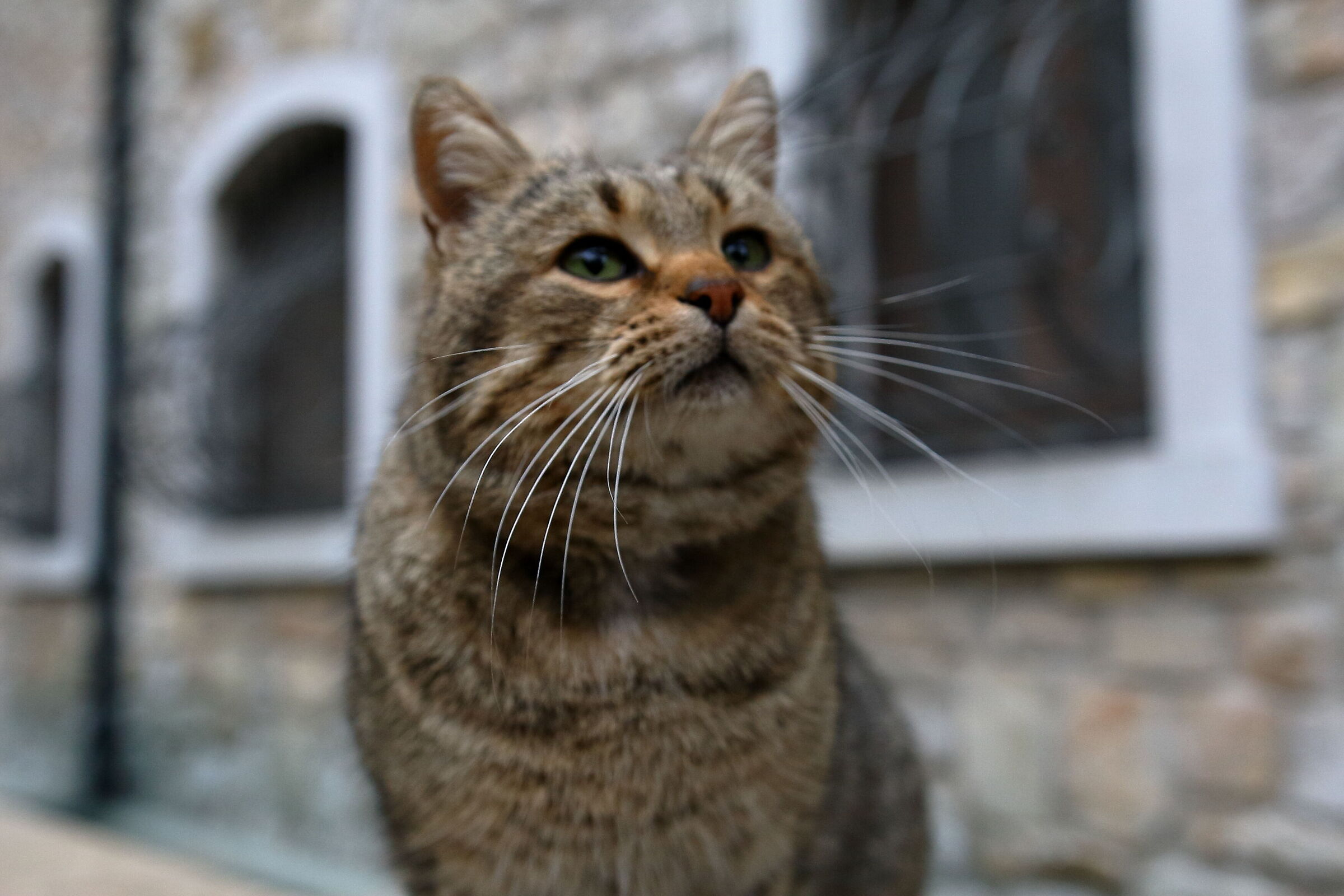 Kitty