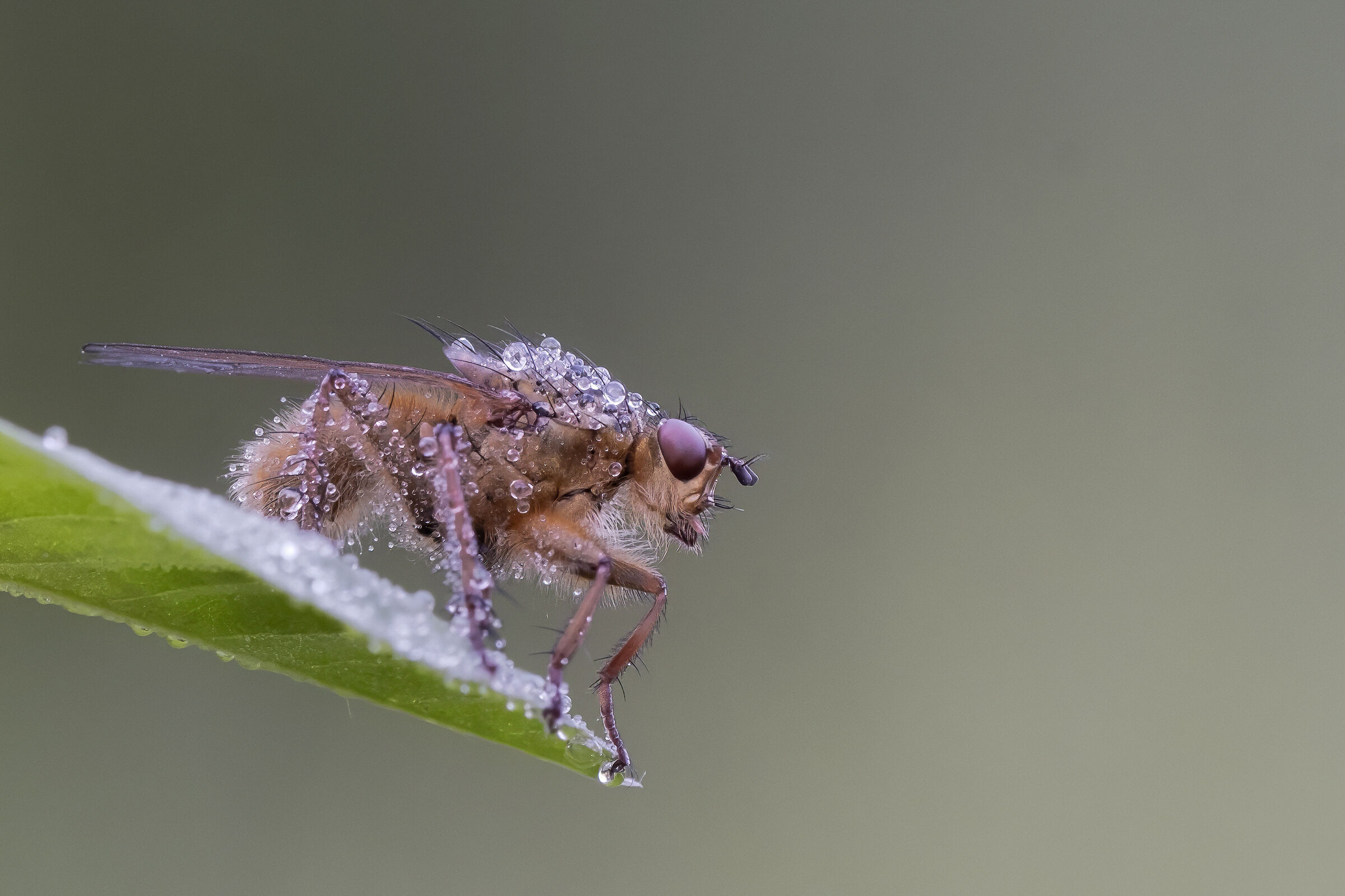 Scathophaga stercoraria