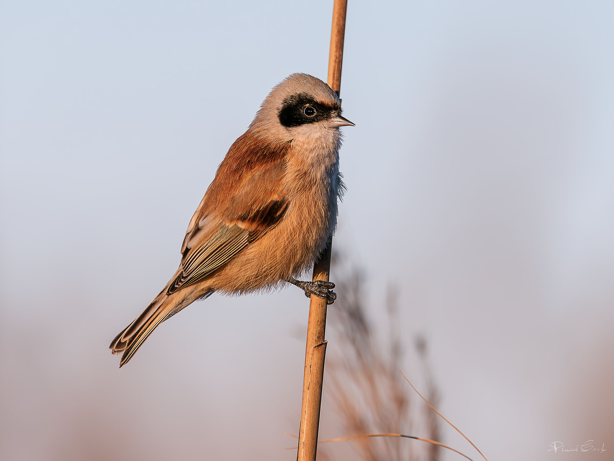 Pendulinus (Remiz pendulinus)