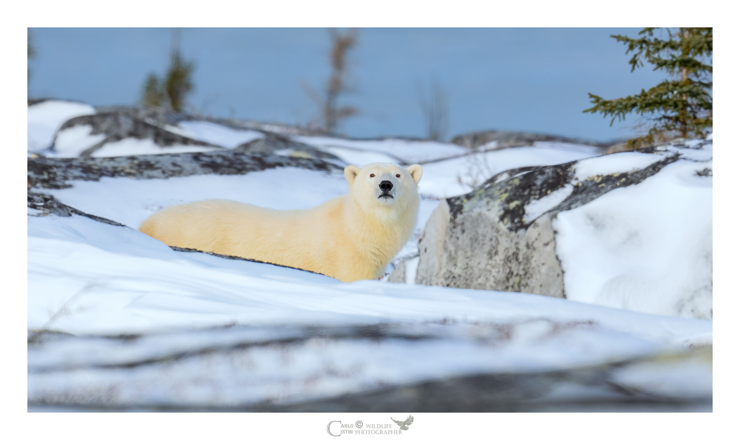 orso polare