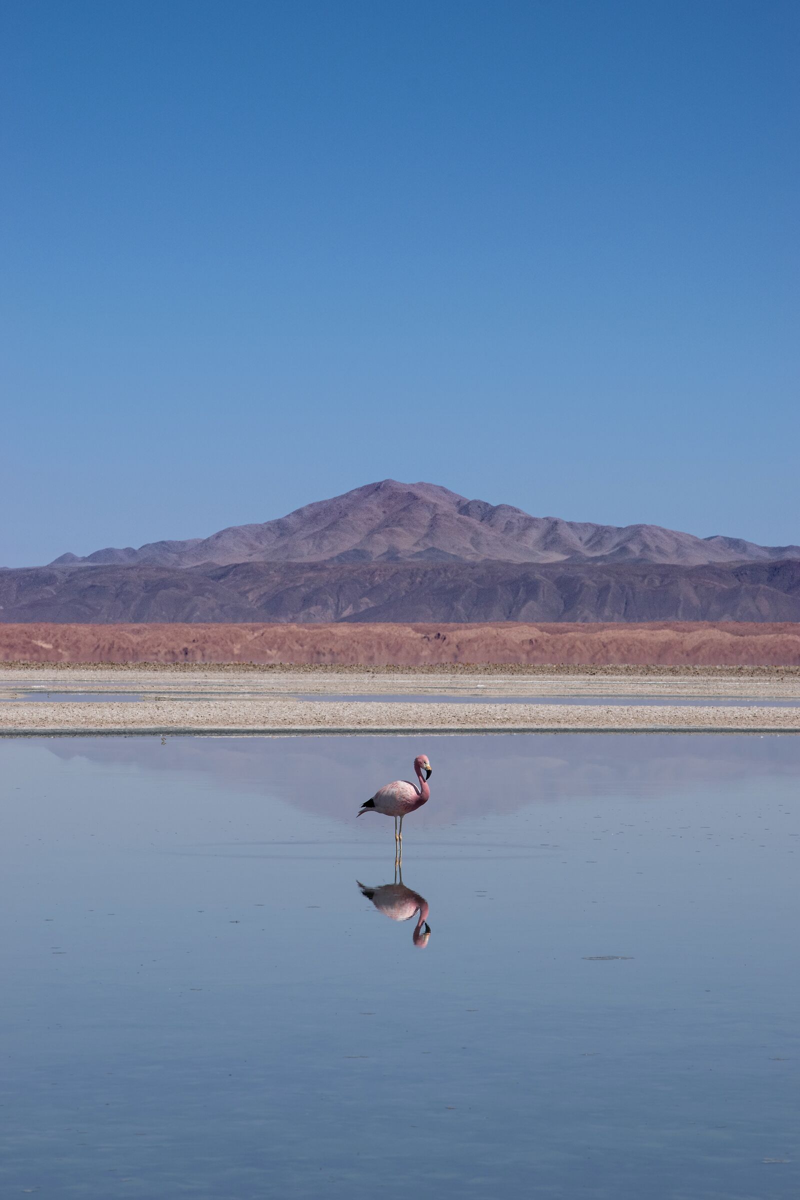 Lone Flamingo