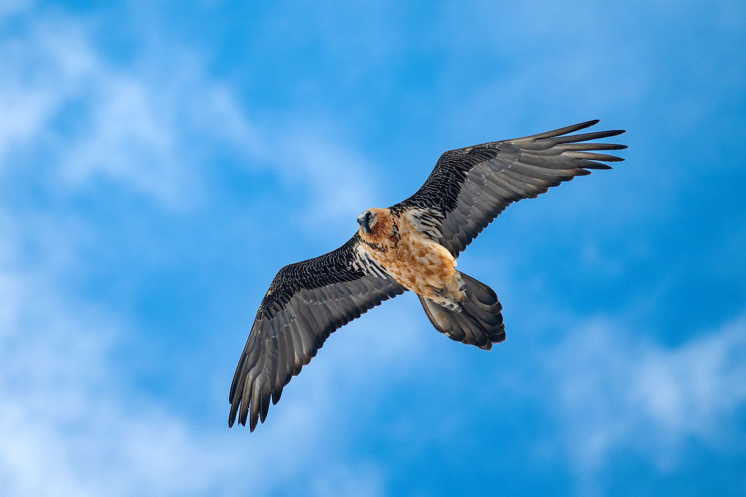 Gypaetus barbatus - Gran Paradiso National Park