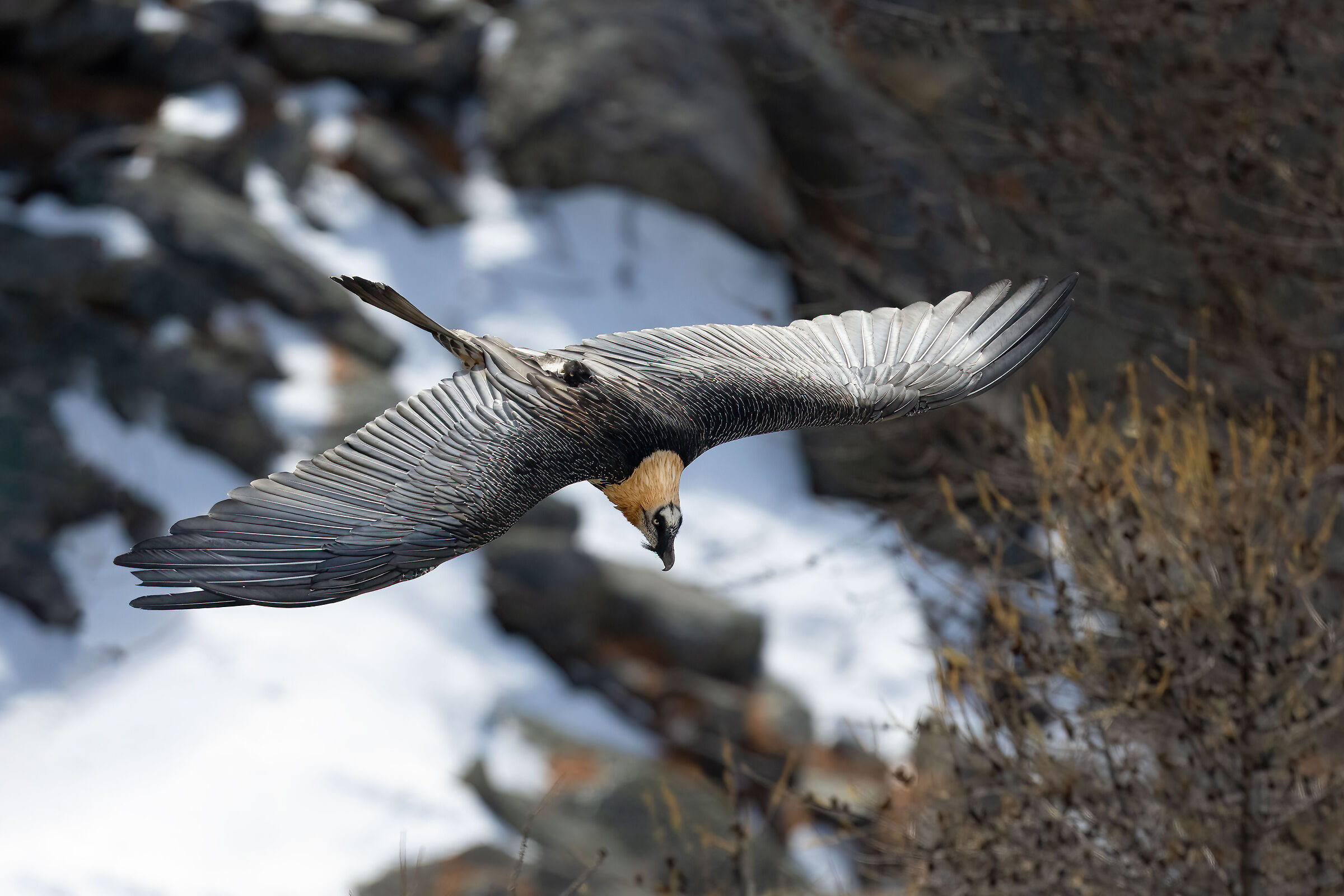 Gypaetus barbatus - Gran Paradiso National Park