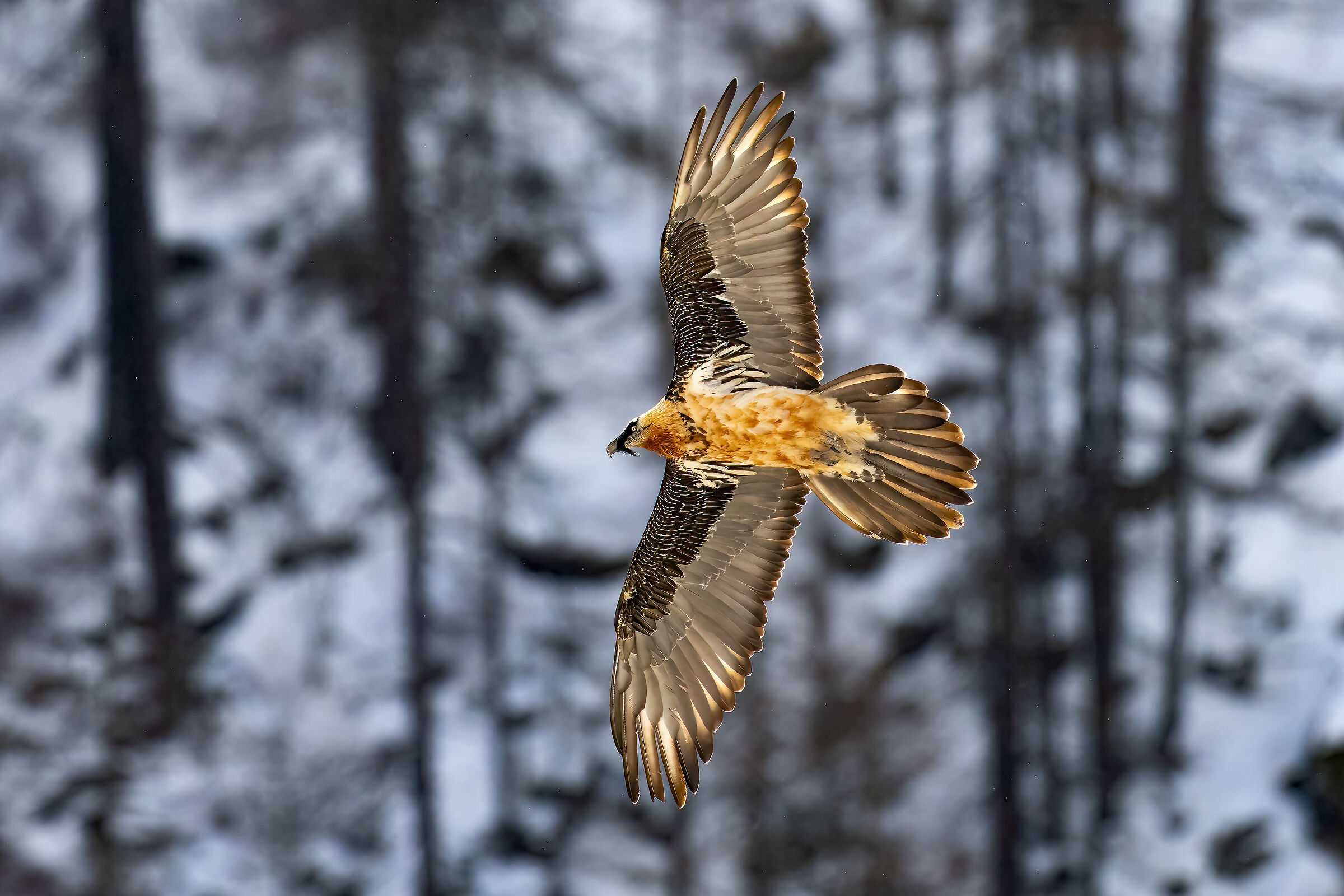 Gypaetus barbatus - Gran Paradiso National Park