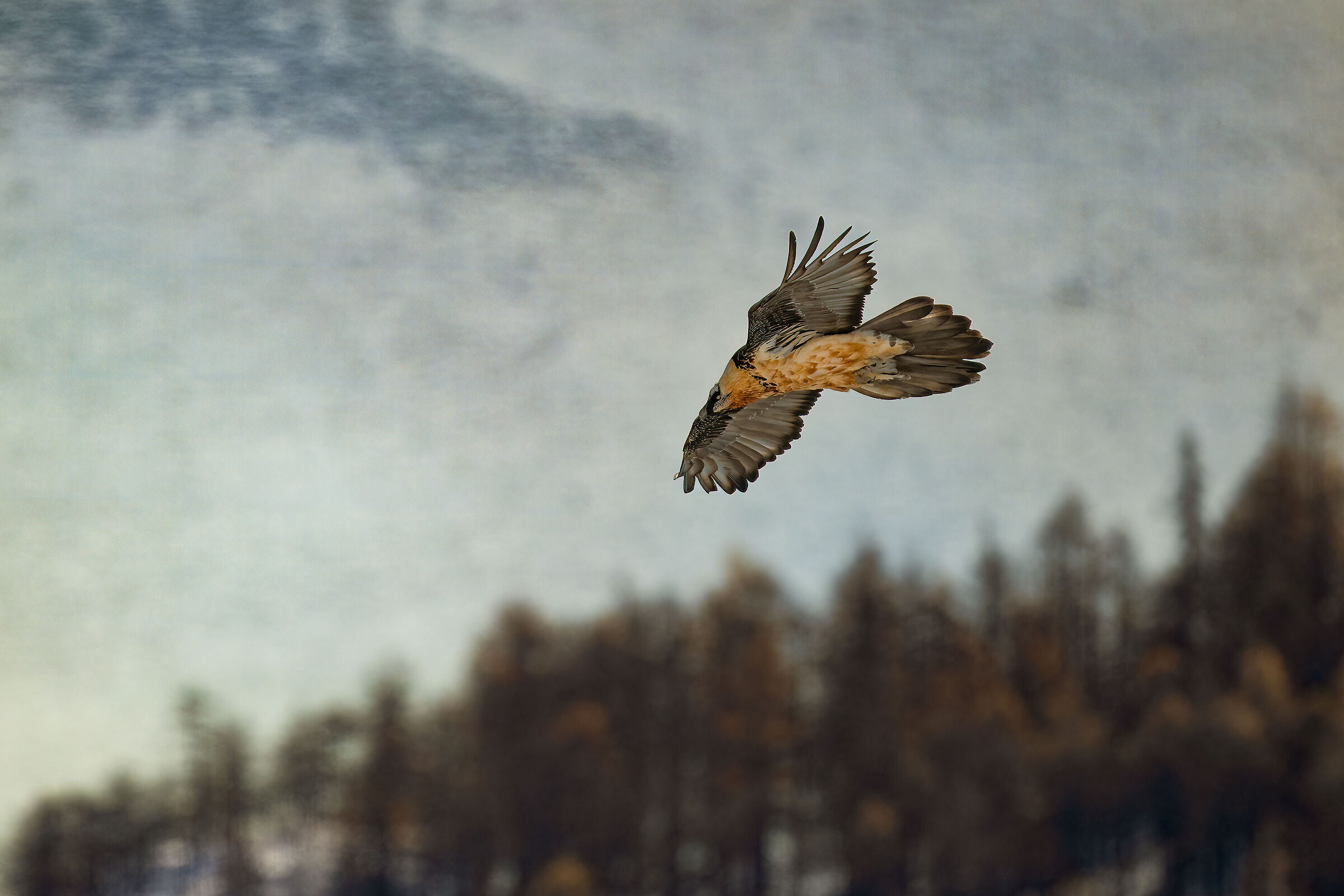 Gypaetus barbatus - Gran Paradiso National Park