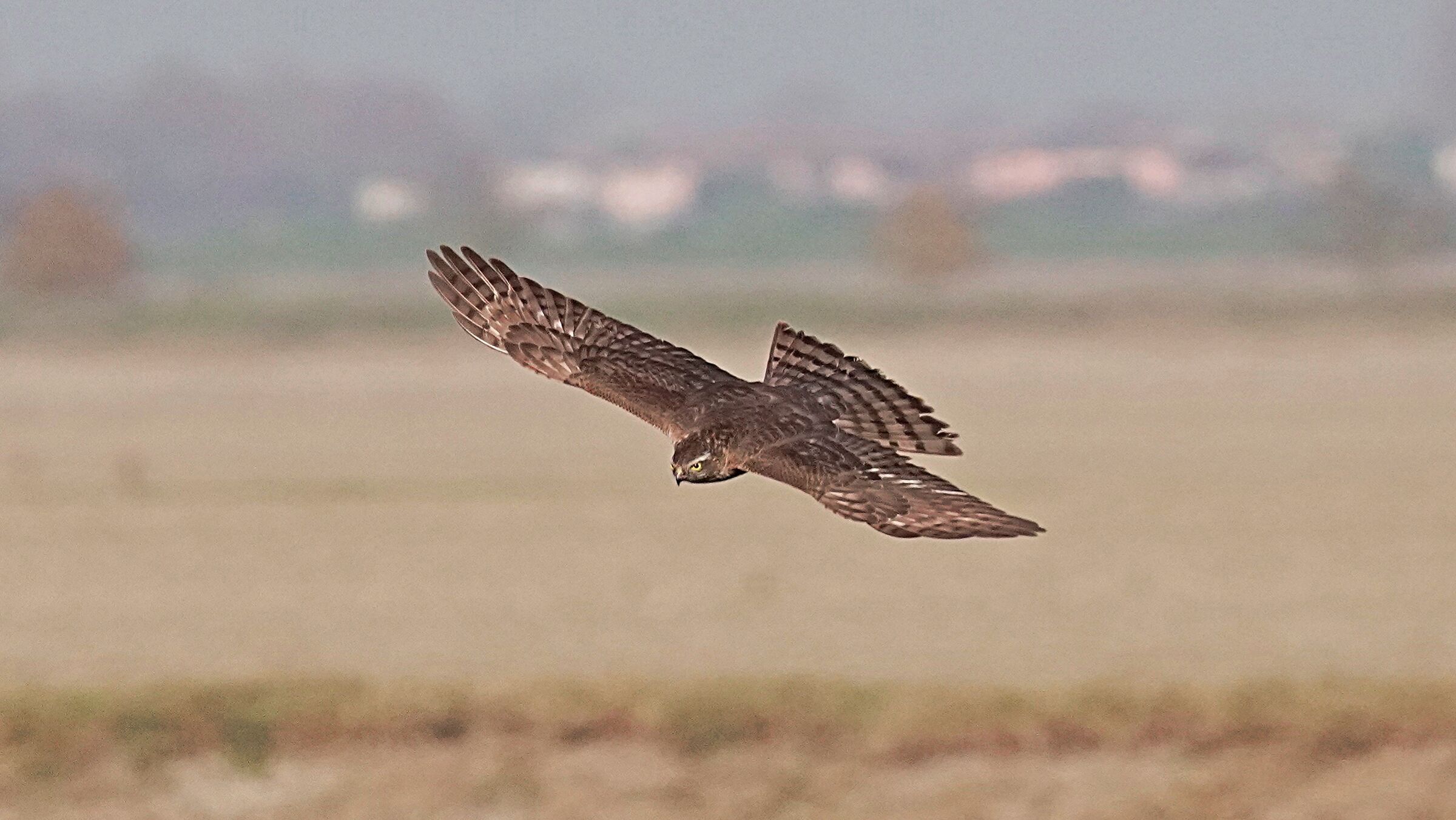 Young Sparrowhawk