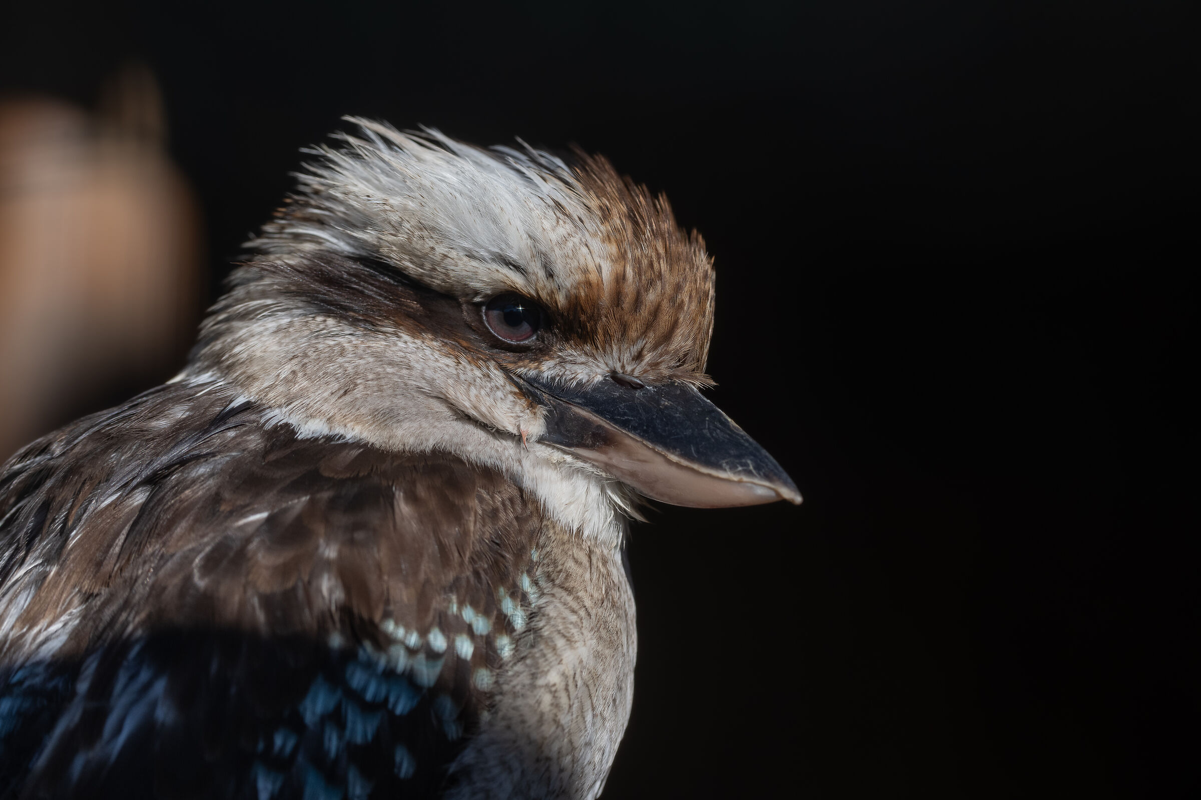 Kookaburra