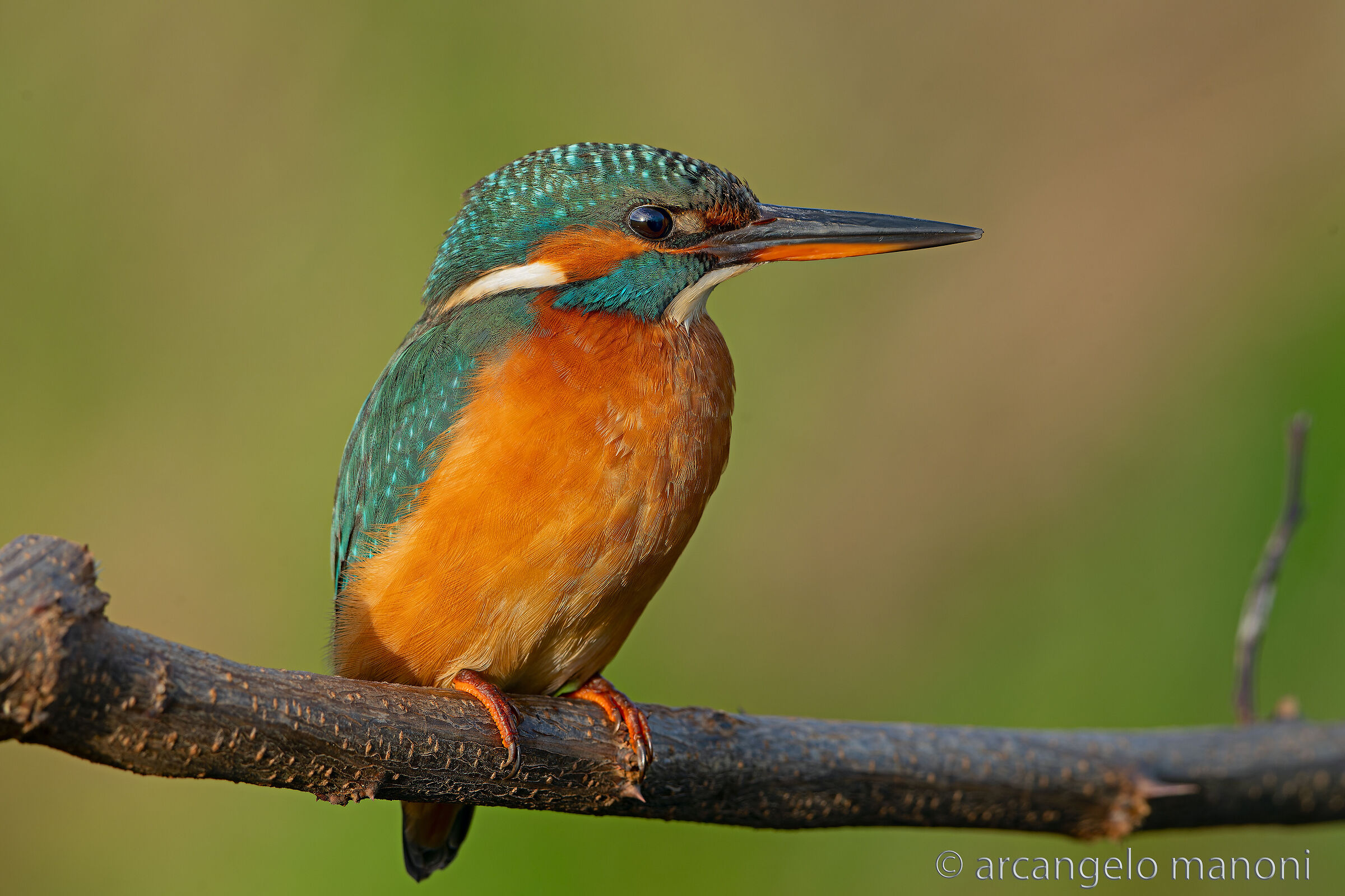 La mia martina preferita