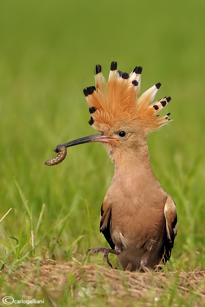 Hoopoe