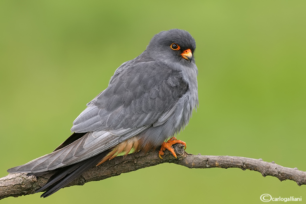 Male Red-footed Falcon
