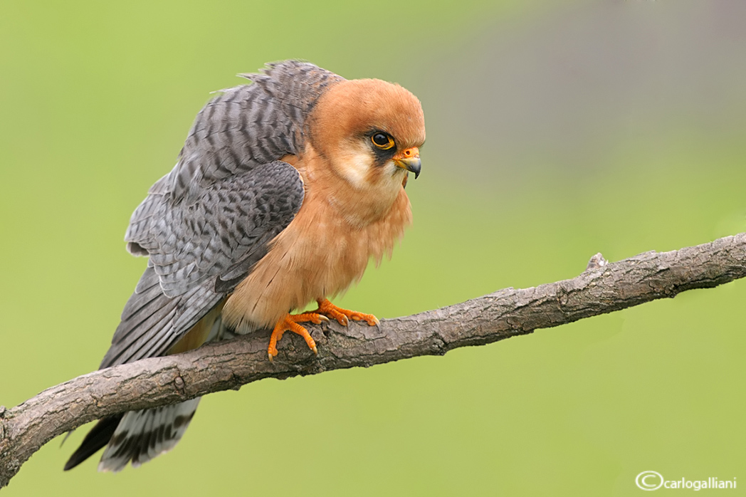 Female Red-footed Falcon