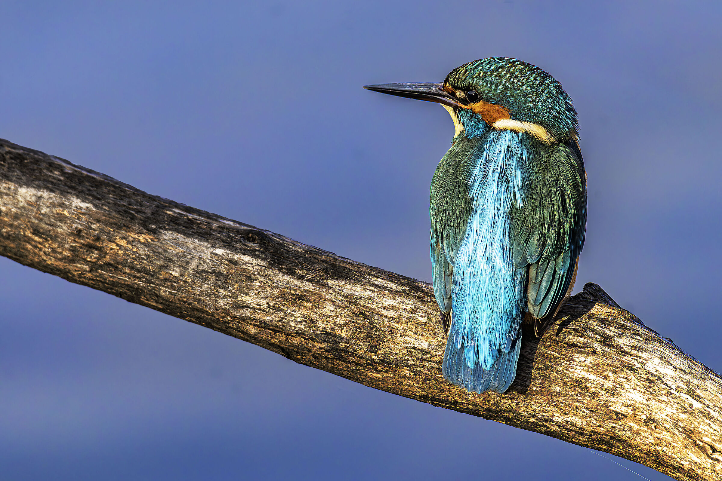 Kingfisher 1