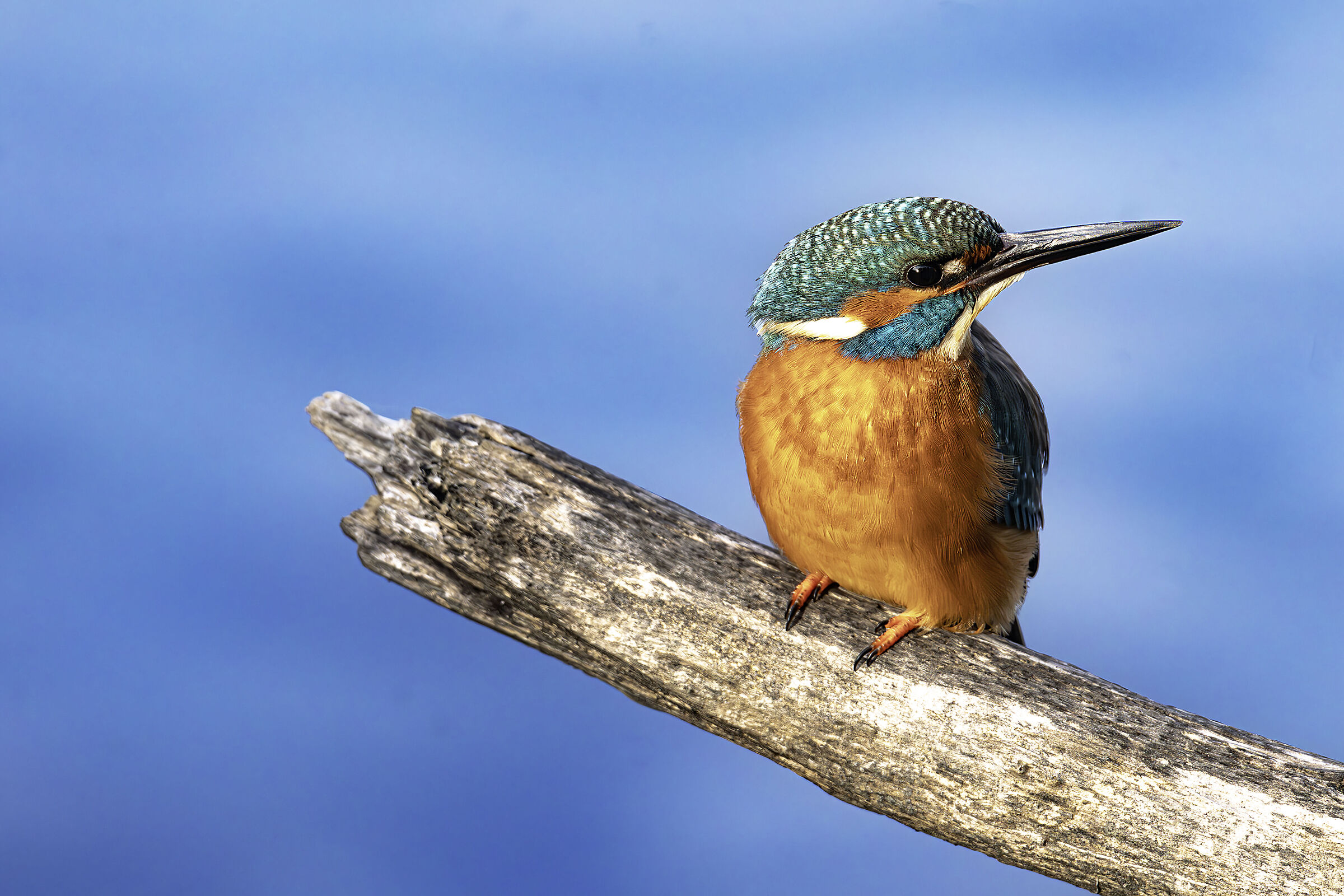 Kingfisher 2