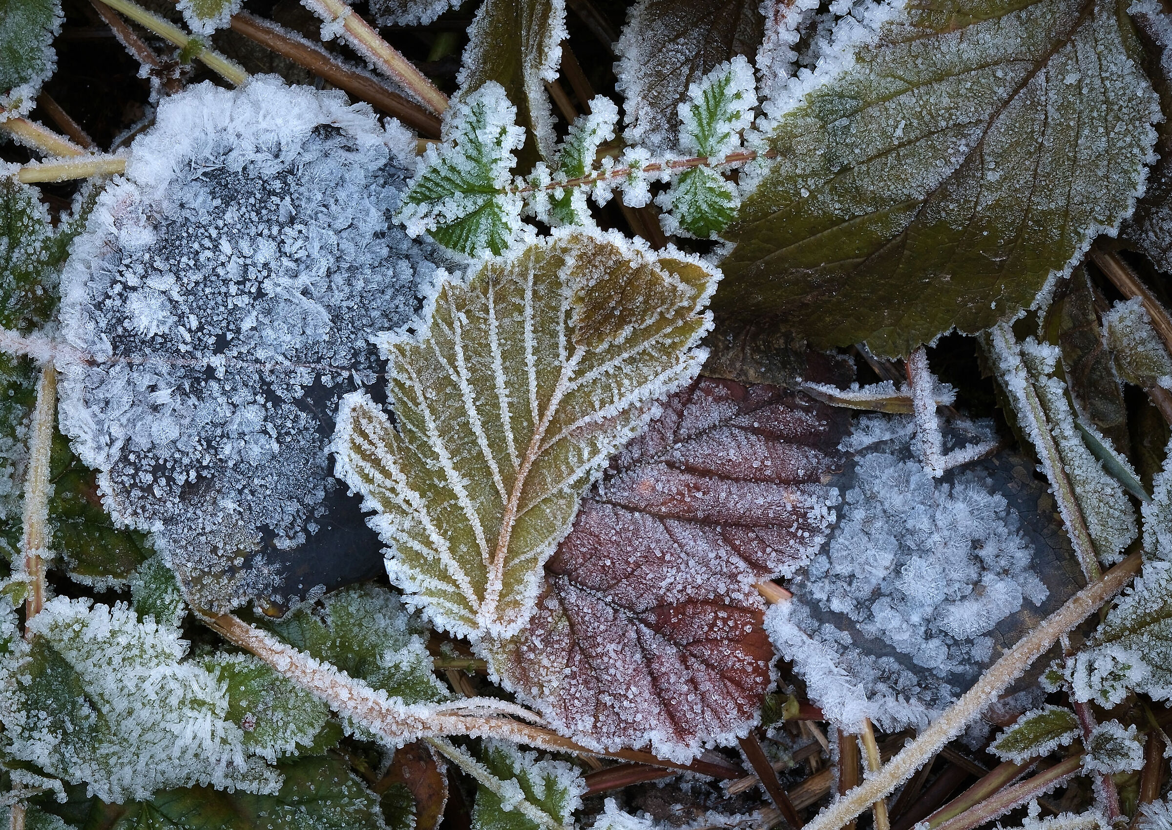-Leaves in freezing-